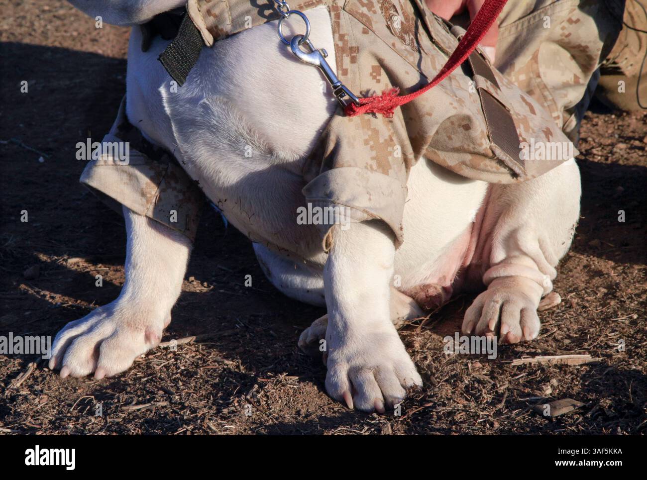 11. September 2014 - 11. September 2014 CAMP PENDLETON, CA | sechs Monate alte englische Bulldogge Smedley Butler's Marine Corps Uniform. Er erhielt den Eagle, Globe und Anchor Pin in Camp Pendleton während einer Morgenzeremonie, dem letzten Schritt, ein Marine zu werden. Seine Pflicht wird sein als Maskottchen des Marine Corps Recruit Depots in San Diego. |Foto von Howard Lipin/U-T San Diego/obligatorischer Credit: HOWARD LIPIN/U-T SAN DIEGO/ZUMA PRESS | U-T San Diego Foto von Howard Lipin Copyright 2014 (Credit Image: © Howard Lipin/U-T San Diego/ZUMA Wire) Stockfoto