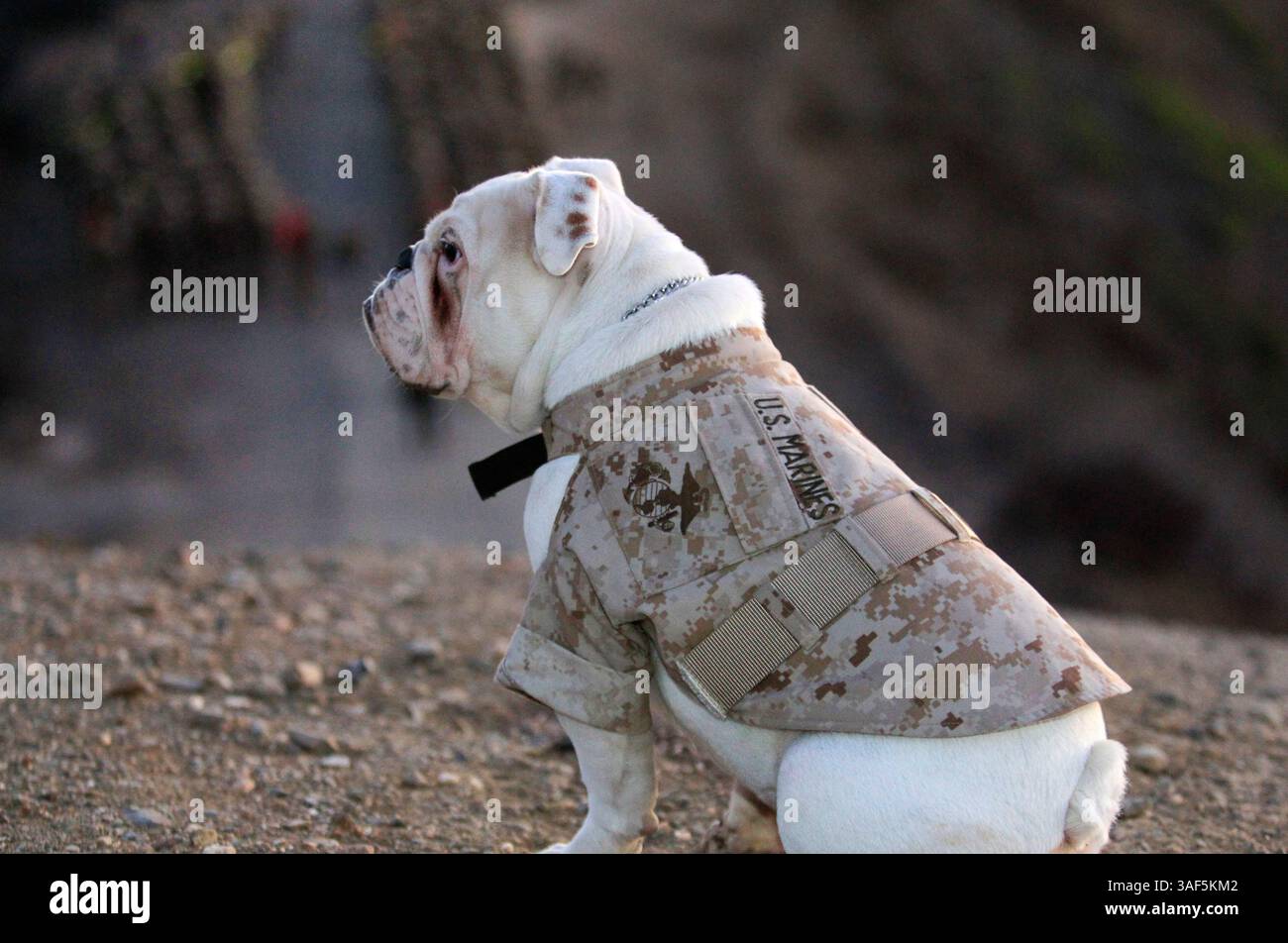 11. September 2014 - 11. September 2014 CAMP PENDLETON, CA | der sechsmonatige englische Bulldog Smedley Butler wartet oben auf dem Reaper Hill auf Mitglieder des 3. Rekruten-Ausbildungsbataillons, bevor er den Eagle, Globe und Anchor Pin des Marine Corps erhält und zum Marine wird. Seine Pflicht wird sein als Maskottchen des Marine Corps Recruit Depots in San Diego. |Foto von Howard Lipin/U-T San Diego/obligatorischer Credit: HOWARD LIPIN/U-T SAN DIEGO/ZUMA PRESS | U-T San Diego Foto von Howard Lipin Copyright 2014 (Credit Image: © Howard Lipin/U-T San Diego/ZUMA Wire) Stockfoto