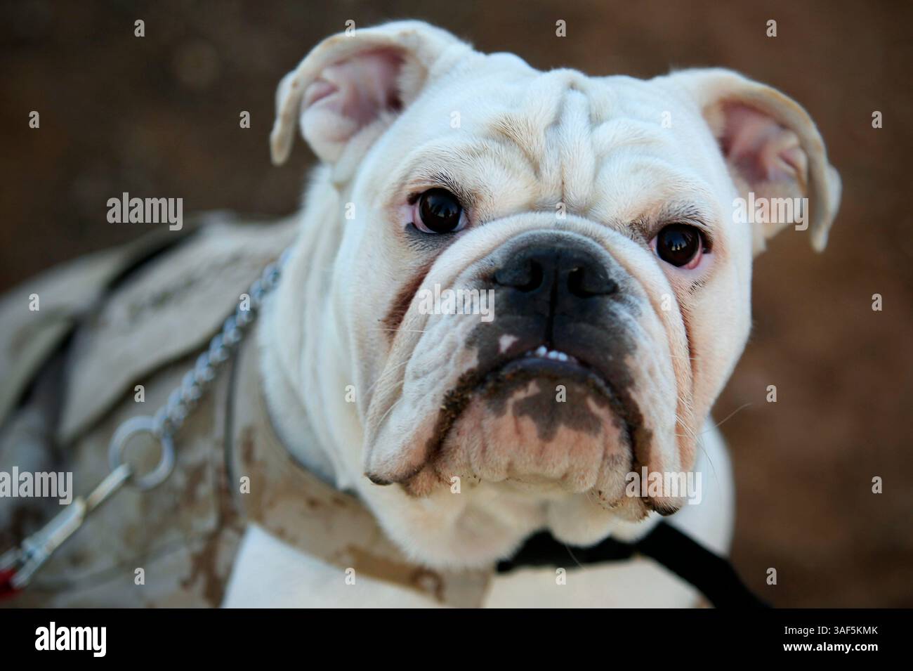 11. September 2014 - 11. September 2014 CAMP PENDLETON, CA | der sechsmonatige englische Bulldog Smedley Butler erhielt den Eagle, Globe und Anchor Pin in Camp Pendleton während einer Zeremonie der Morgendämmerung, der letzten Akt des Werdens ein Marine. Seine Pflicht wird sein als Maskottchen des Marine Corps Recruit Depots in San Diego. |Foto von Howard Lipin/U-T San Diego/obligatorischer Credit: HOWARD LIPIN/U-T SAN DIEGO/ZUMA PRESS | U-T San Diego Foto von Howard Lipin Copyright 2014 (Credit Image: © Howard Lipin/U-T San Diego/ZUMA Wire) Stockfoto