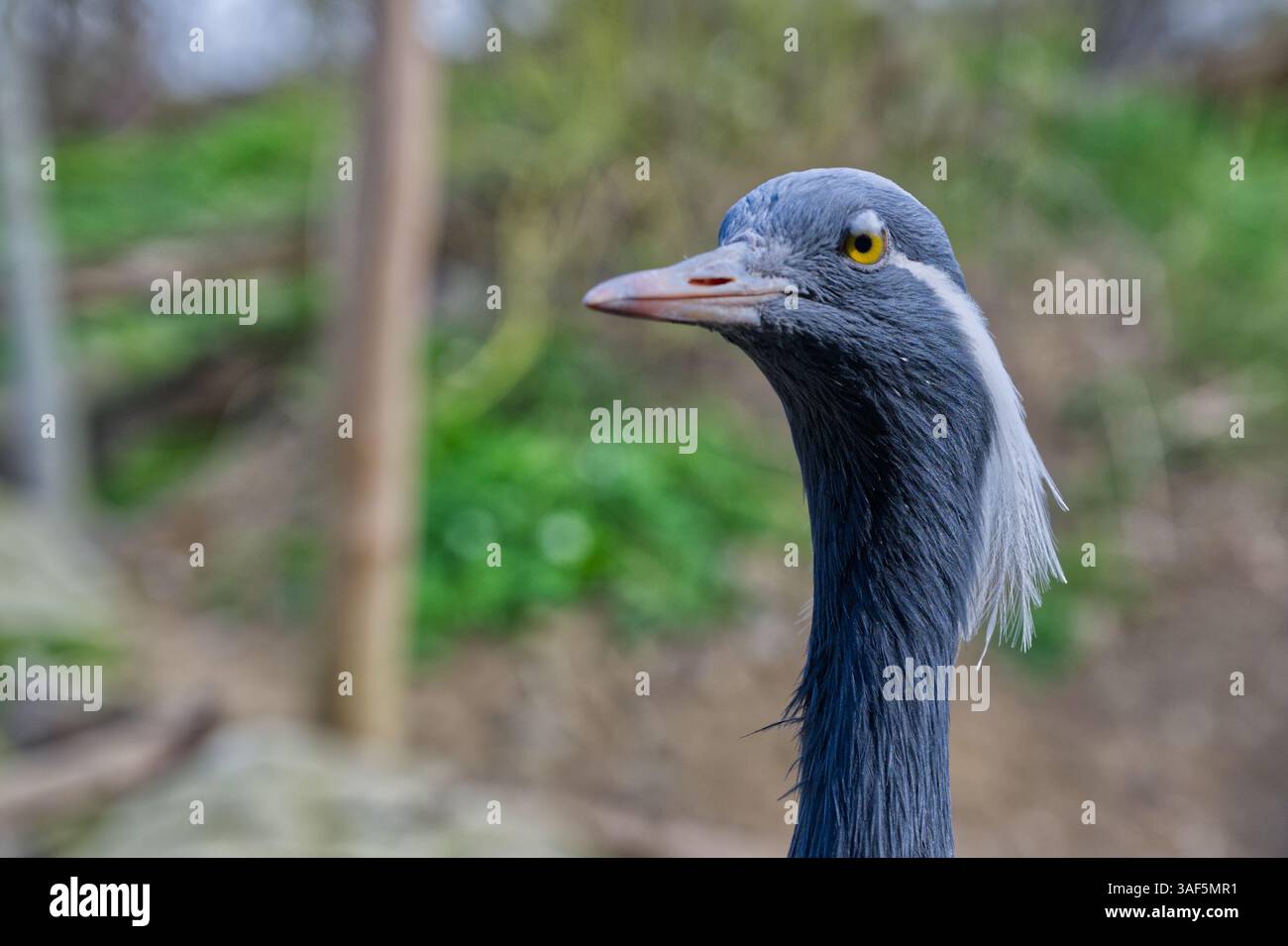 Kranvogelkopf Nahaufnahme sieht vorsichtig aus Stockfoto