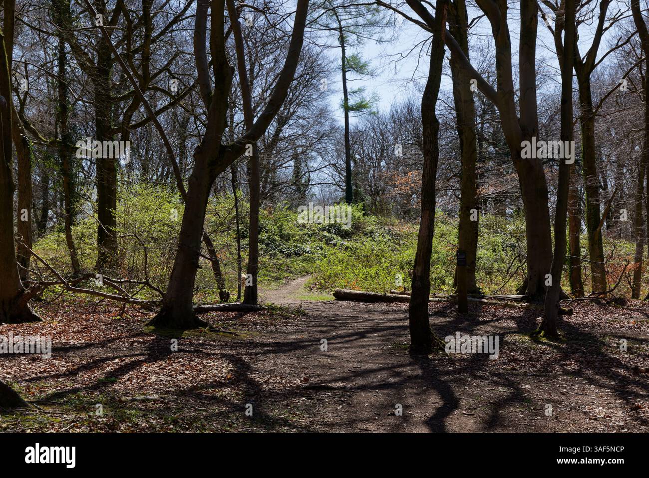 Randwick Woodland Long Barrow, ein geplantes altes Denkmal. Es erscheint als grüner Hügel, bedeckt mit Brombeeren und Brennesseln auf einer kleinen Lichtung. Stockfoto