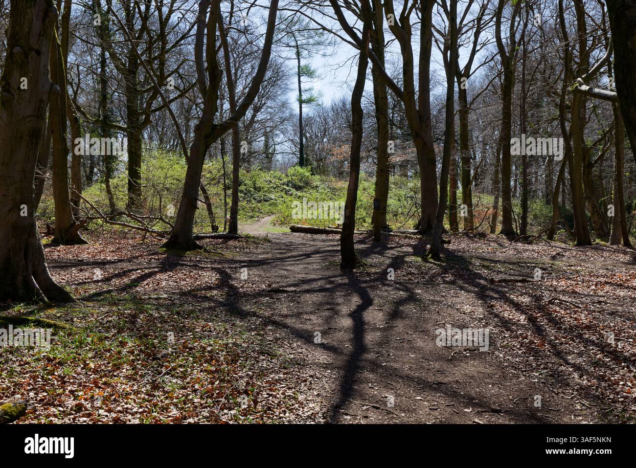 Randwick Woodland Long Barrow, ein geplantes altes Denkmal. Es erscheint als grüner Hügel, bedeckt mit Brombeeren und Brennesseln auf einer kleinen Lichtung. Stockfoto