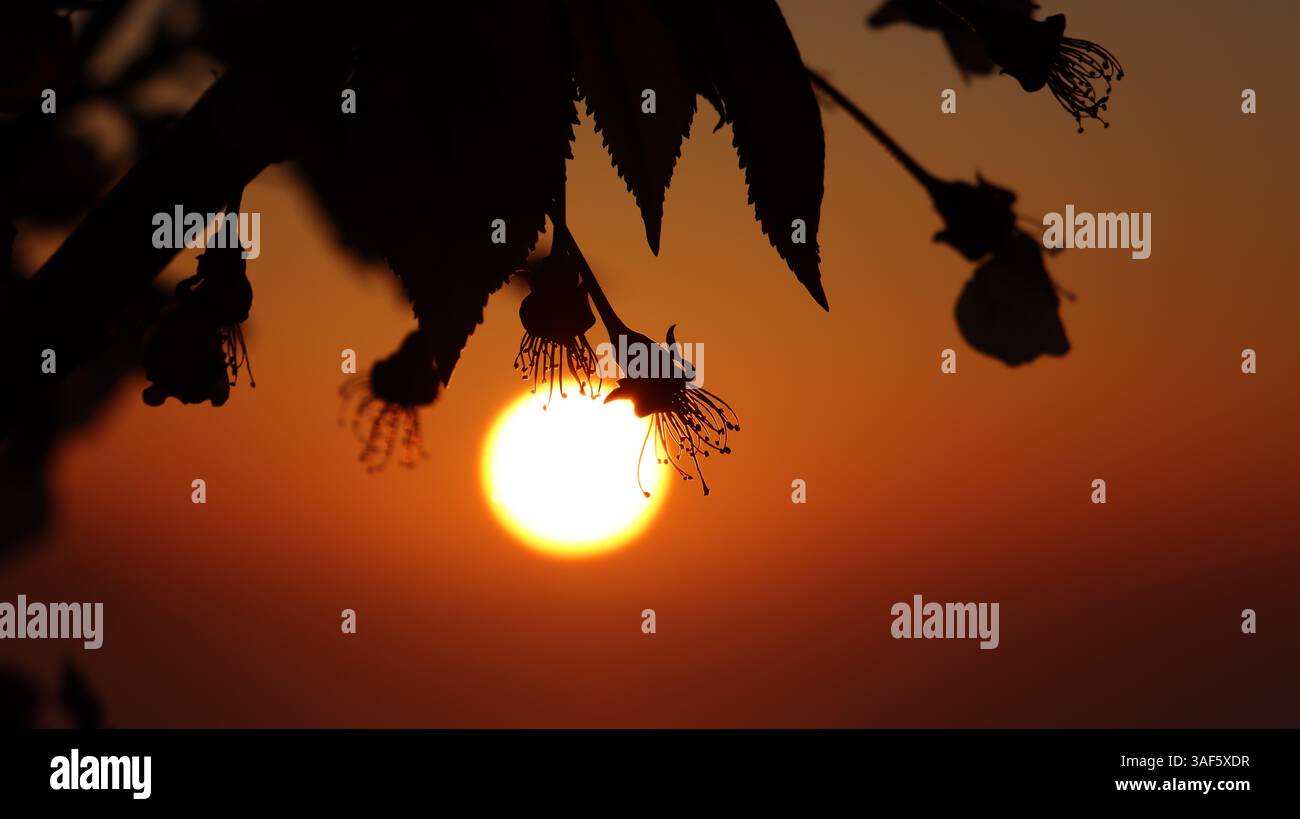 Nahaufnahme der Sonne in der Abenddämmerung, umgeben von der Silhouette der Kirschblüten mit ihren klar definierten Staubblättern und Blättern. Goldenes Licht. Stockfoto