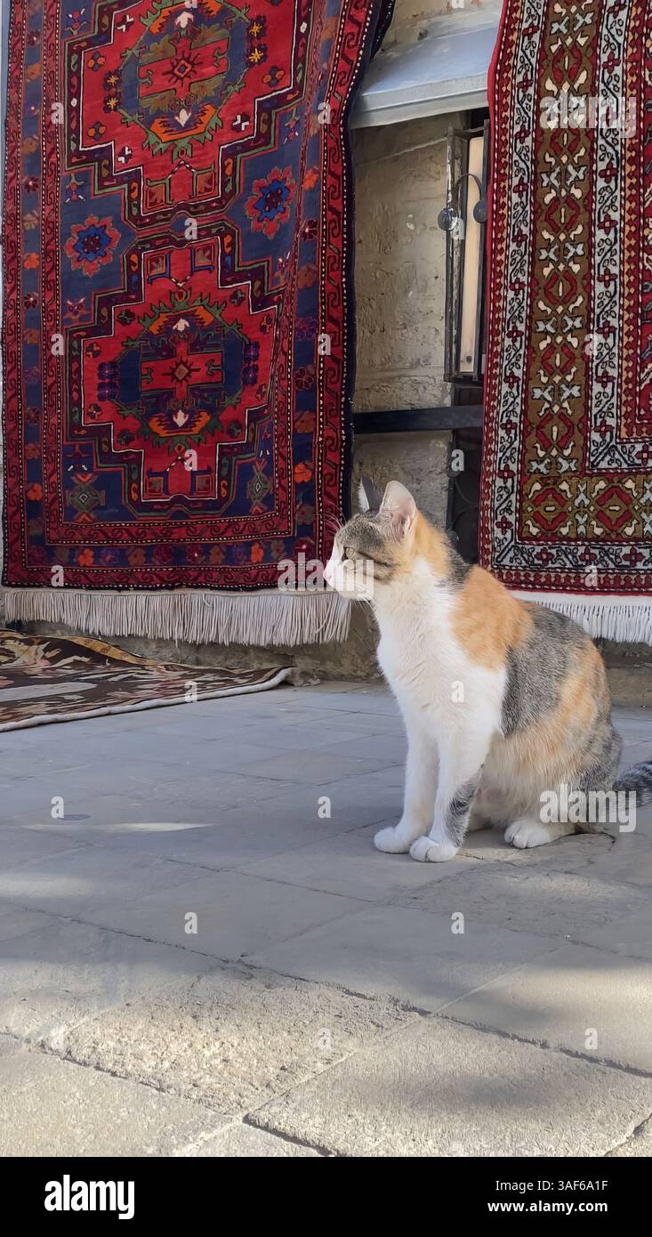 Eine Calico-Katze sitzt ruhig auf einem Steinboden neben lebendigen handgefertigten orientalischen Teppichen. Auf einem Altstadtmarkt mit natürlichem Tageslicht. Stockfoto