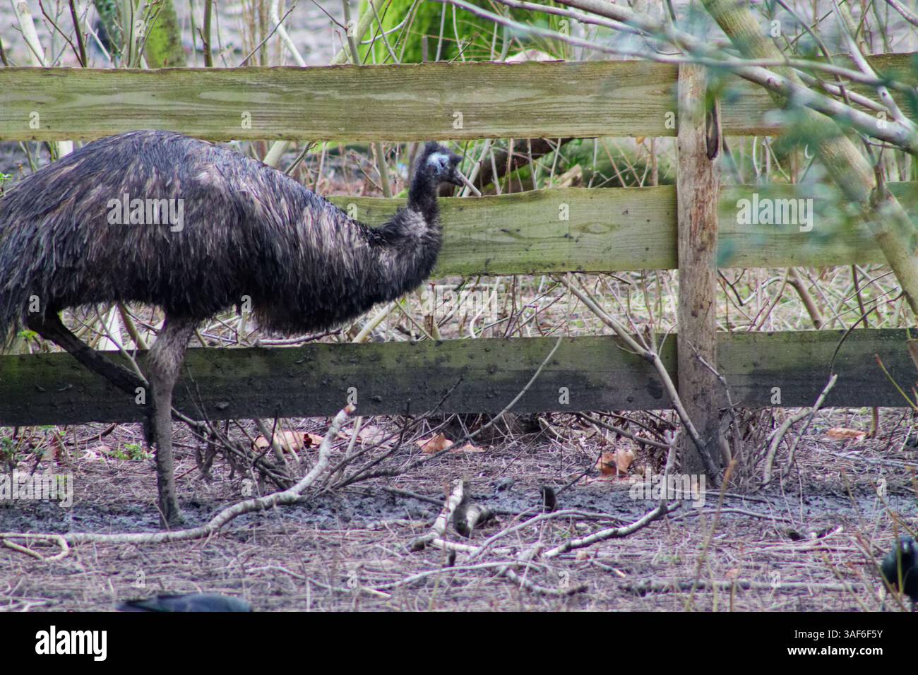 Ein großer, flugunfähiger Vogel mit dunklen Federn, der in der Nähe eines Holzzauns in einer natürlichen Umgebung steht. Der Vogel hat einen langen Hals und Beine, mit einer leichten Krümmung Stockfoto