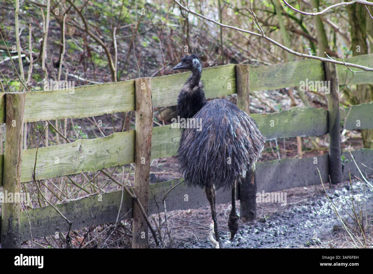 Ein großer, flugunfähiger Vogel mit langem Hals und zotteligen Federn, der neben einem Holzzaun in einem Waldgebiet steht. Der Hintergrund zeigt Bäume und darunter Stockfoto
