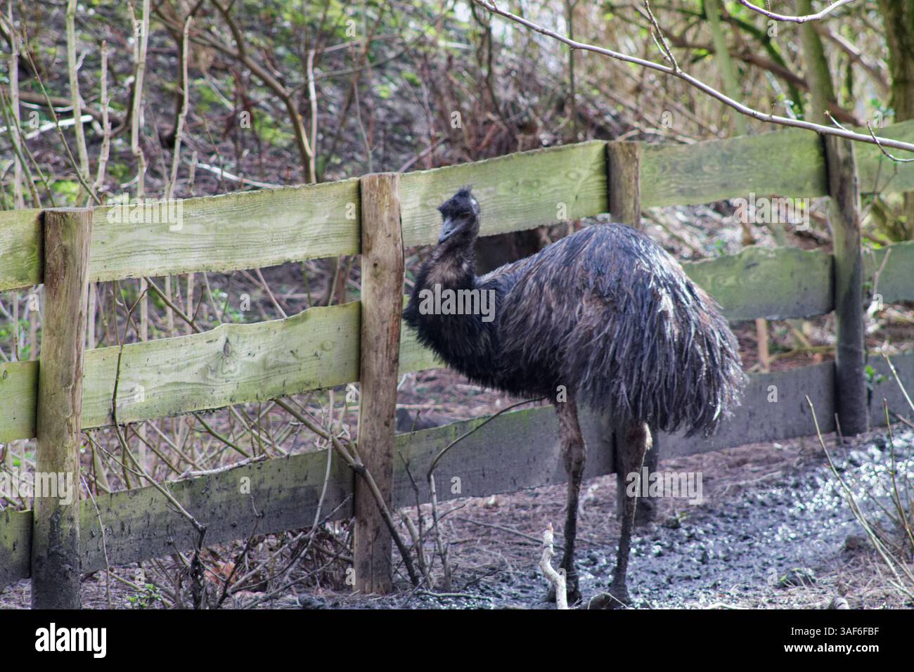Ein großer, flugunfähiger Vogel mit zotteligem, dunklem Gefieder, der neben einem Holzzaun in einer natürlichen Umgebung steht. Im Hintergrund sind Bäume und Unterholz zu sehen Stockfoto