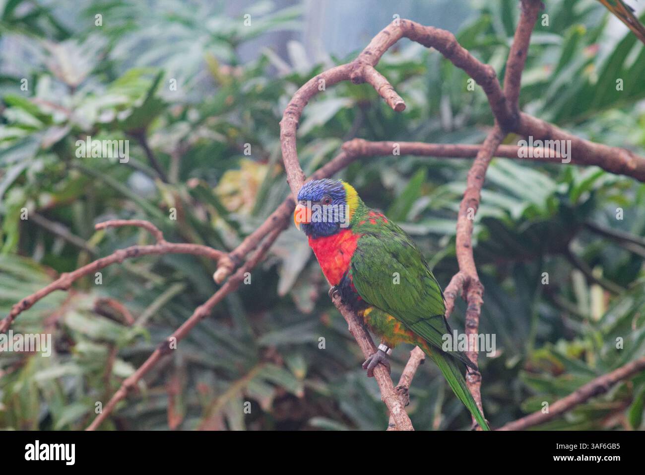 Ein farbenfroher Papagei, der auf einem Zweig inmitten üppig grüner Blätter thront. Der Vogel hat ein leuchtendes blaues, grünes und rotes Gefieder und zeigt seine auffällige Farbe Stockfoto