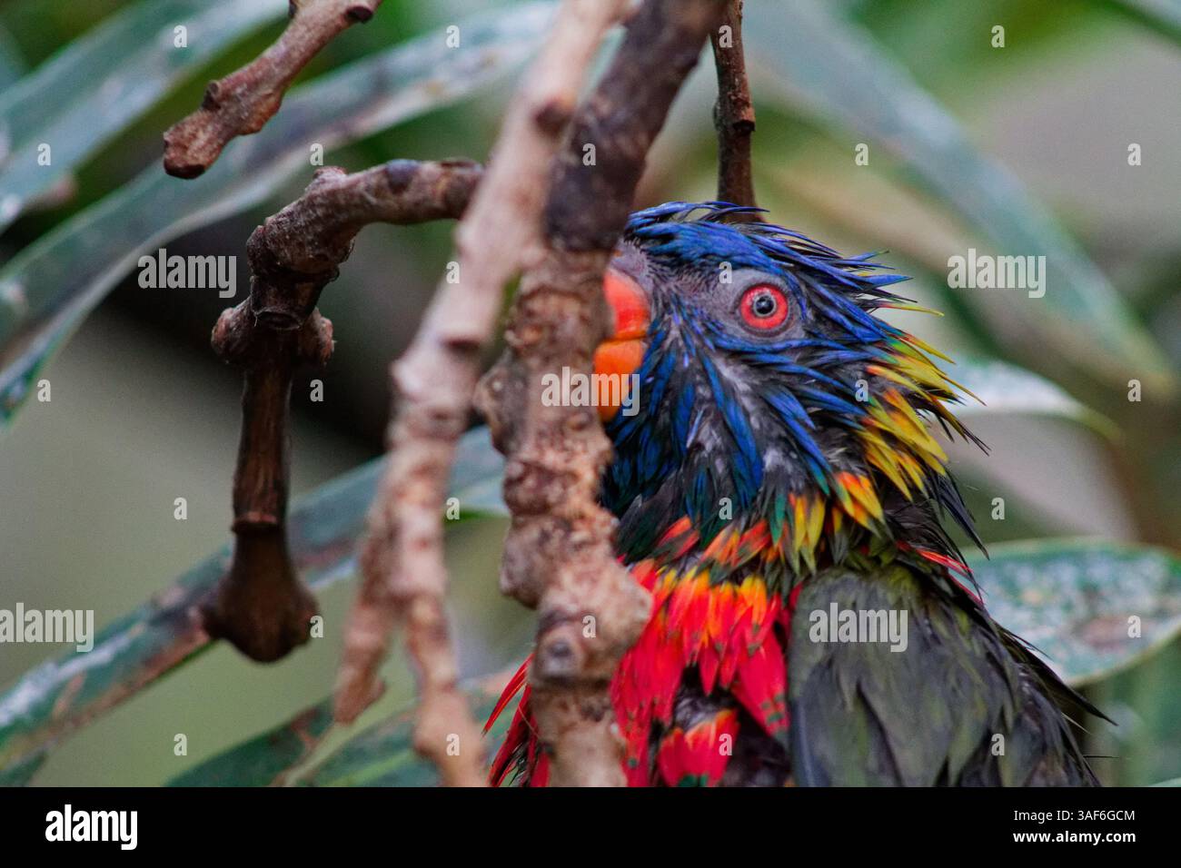 Ein farbenfroher Vogel mit lebendigem Gefieder, der zwischen Ästen thront. Der Kopf des Vogels ist teilweise von Zweigen verdeckt und zeigt sein markantes Blau, Grün und Stockfoto
