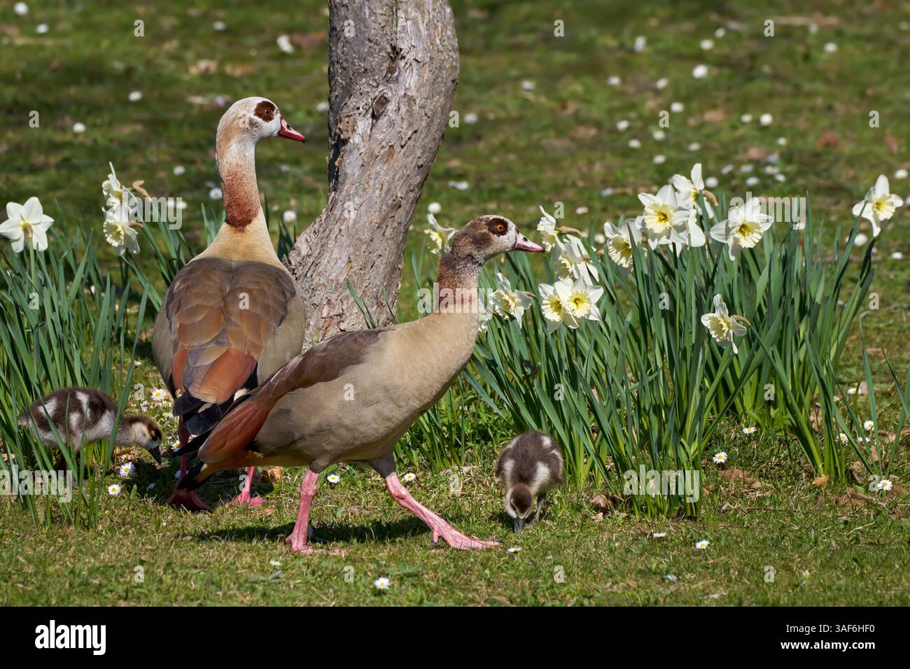 Ägyptische Gans (Alopochen aegyptiaca) paaren sich mit zwei Küken in einem Park mit Narzissen Stockfoto