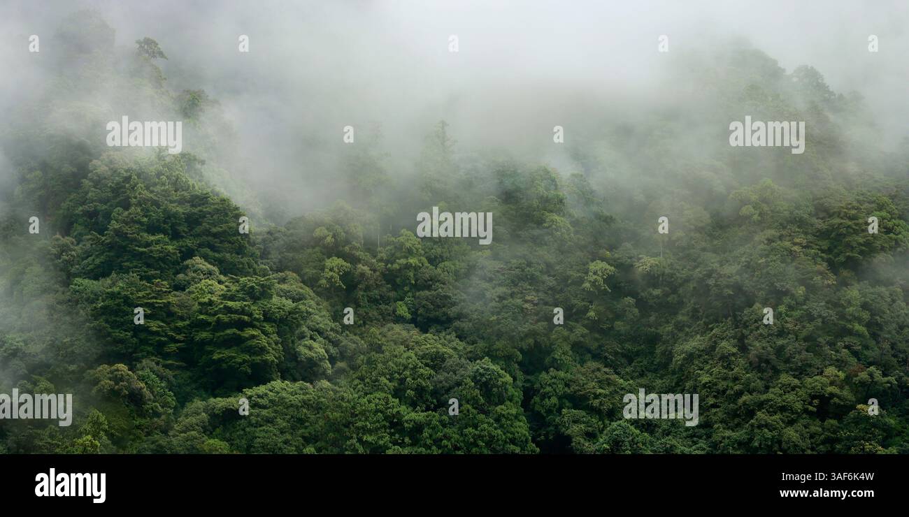 Luftaufnahme des Nebels im Regenwald nach Regen Stockfoto