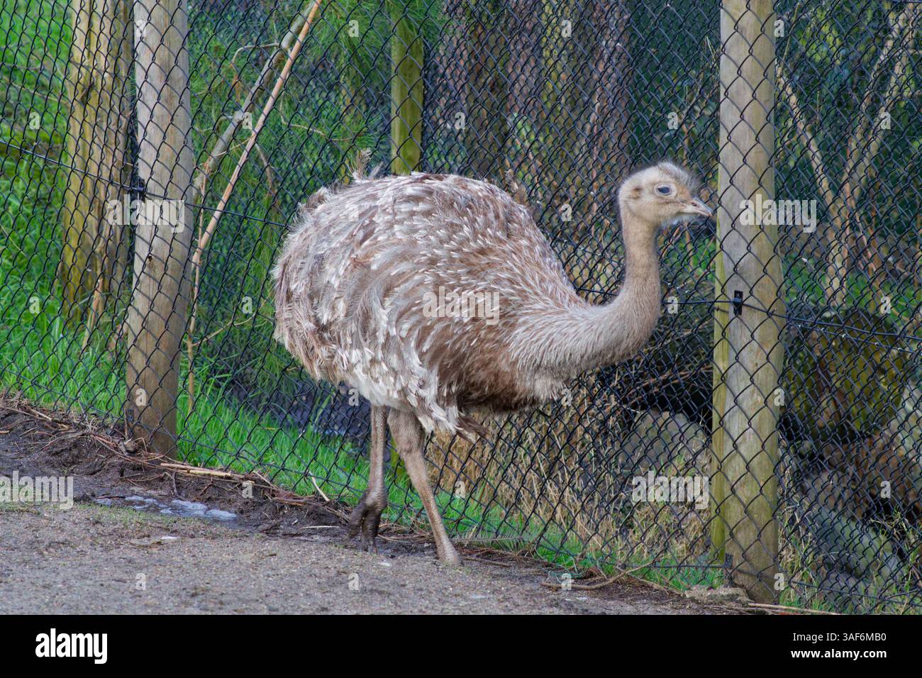 Ein großer, flugunfähiger Vogel mit langem Hals und rundem Körper, der in der Nähe eines Zauns in einer natürlichen Umgebung steht. Der Vogel hat ein hellbraunes und graues Gefieder, b Stockfoto