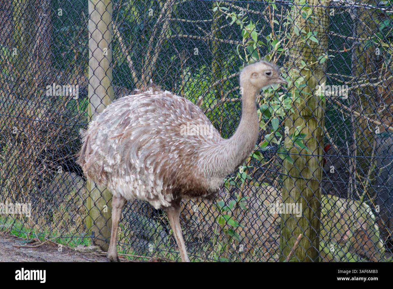 Ein großer, flugunfähiger Vogel mit langem Hals und flauschigem Körper, der in einer natürlichen Umgebung in der Nähe eines Zauns spaziert. Der Vogel hat ein hellbraunes und graues Gefieder, b Stockfoto
