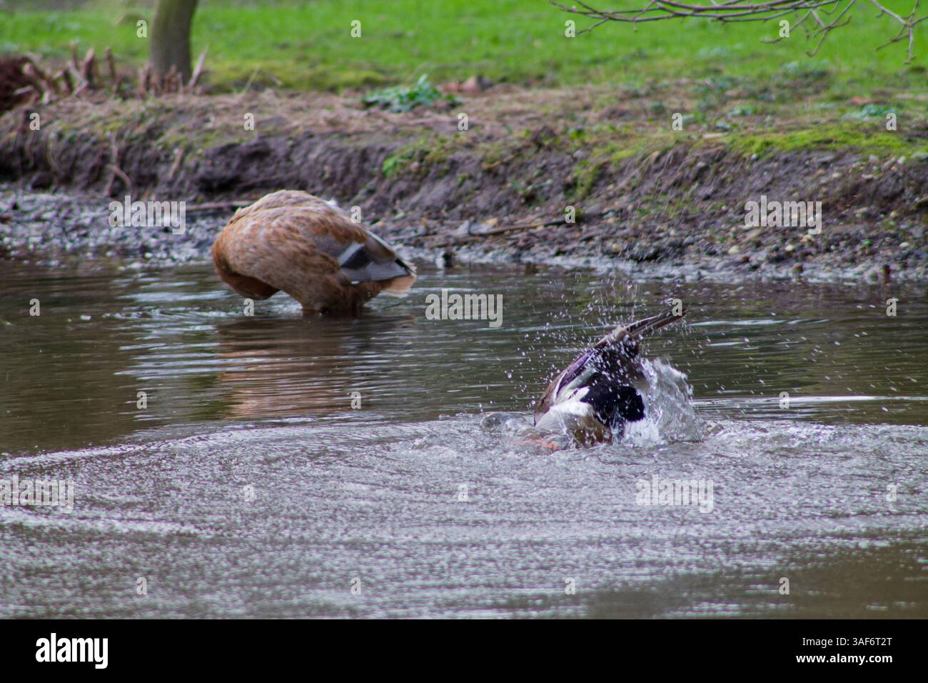 Eine ruhige Teichszene mit einer Ente, die im Wasser plätschert, während ein anderer Vogel am Ufer auf der Suche ist. Der Hintergrund ist üppig mit Grün, was einen schafft Stockfoto