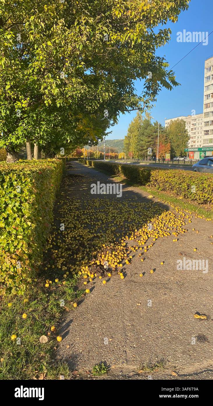 Gefallene Äpfel verstreut auf einem Parkweg unter grünen Bäumen in der Herbstsonne. Ein ruhiger urbaner Moment, in dem Natur, Ernte und saisonale Veränderungen festgehalten werden. Stockfoto
