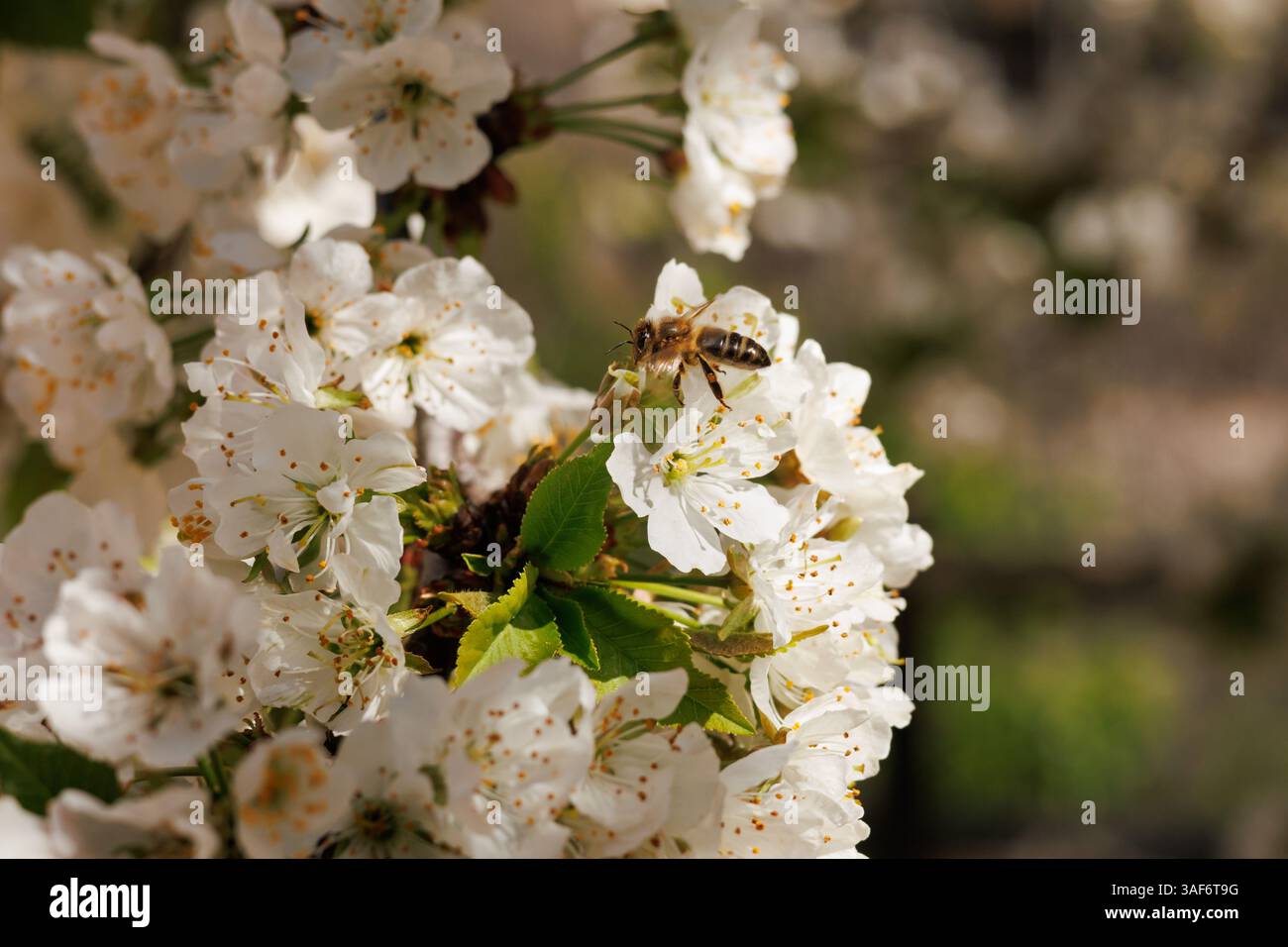 Honigbiene bestäubt wilde Kirschblüten, Prunus avium, Alcoy, Spanien Stockfoto