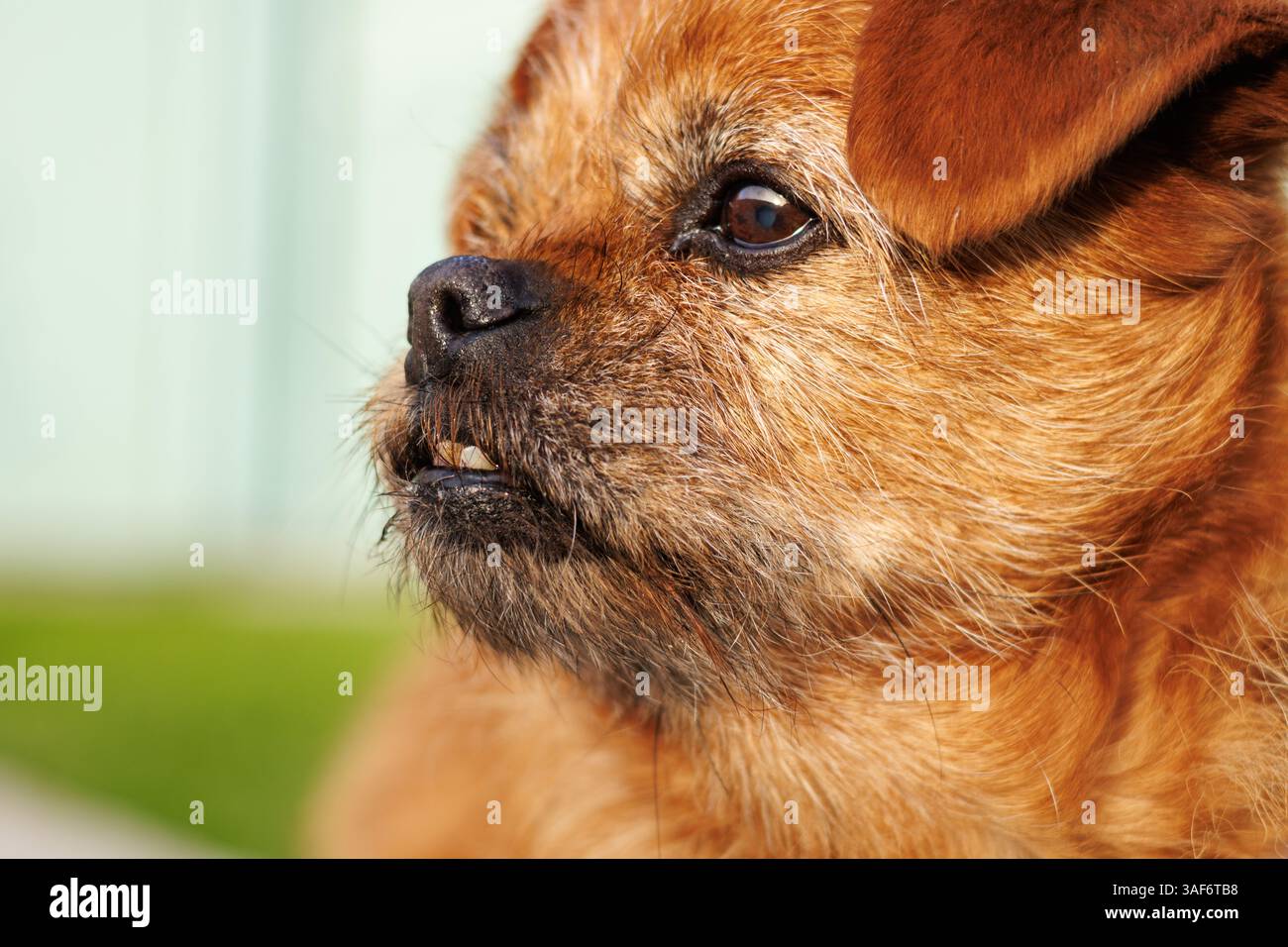 Nahaufnahme eines Hundekopfes mit natürlichem Licht im Gesicht, Alcoy, Spanien Stockfoto