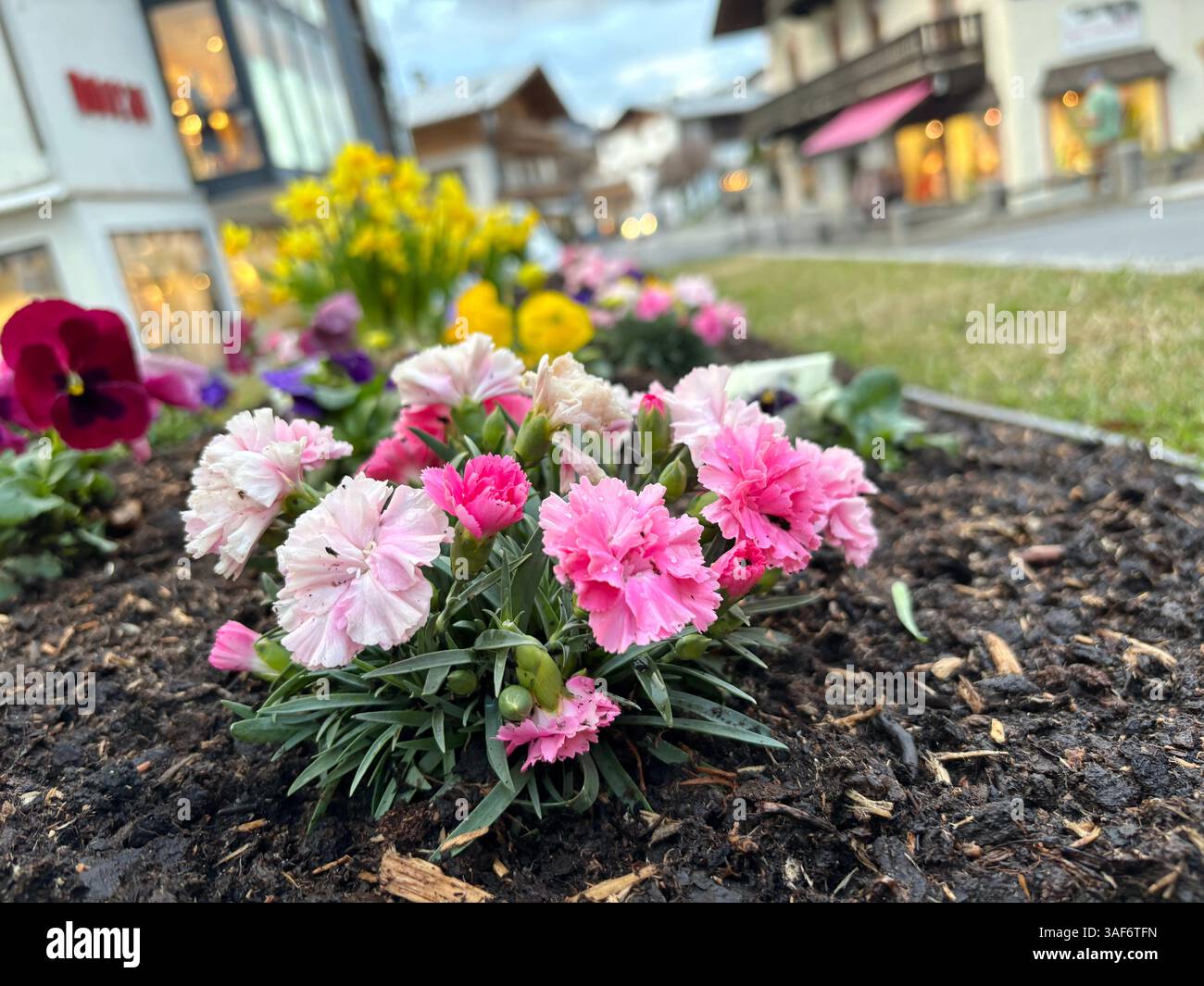 Frühlingsblumenbeet mit rosa Blumen im Vordergrund, Geschäfte und Häuser mit Lichtern im Hintergrund. Alpines gemütliches Klima in Kaprun Stockfoto