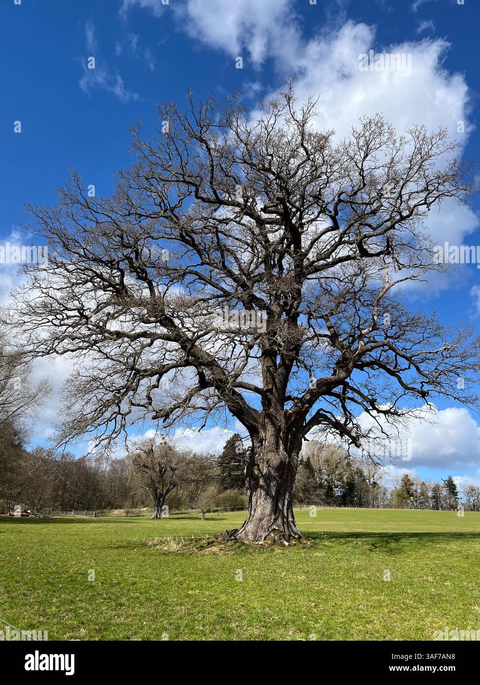 Eine einzelne Eiche vor den Blättern öffnet sich im Frühjahr, auf einer Wiese in der englischen Landschaft. Sonniger Tag mit blauem Himmel und flauschigen weißen Wolken. Stockfoto