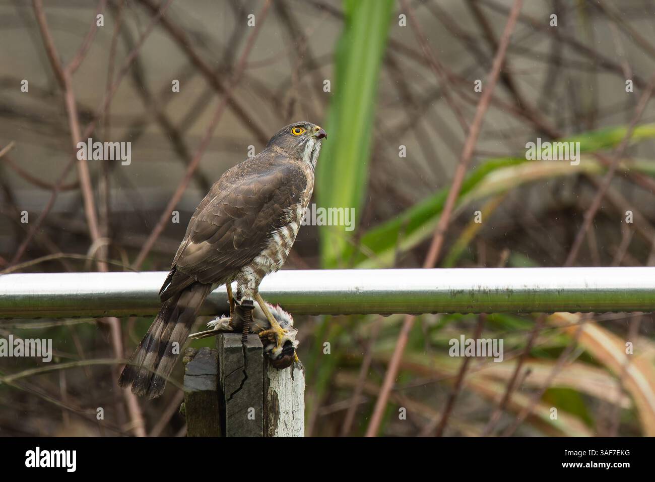Besra sparrowhawk Weibchen, das von einem Baumsperling ernährt Stockfoto