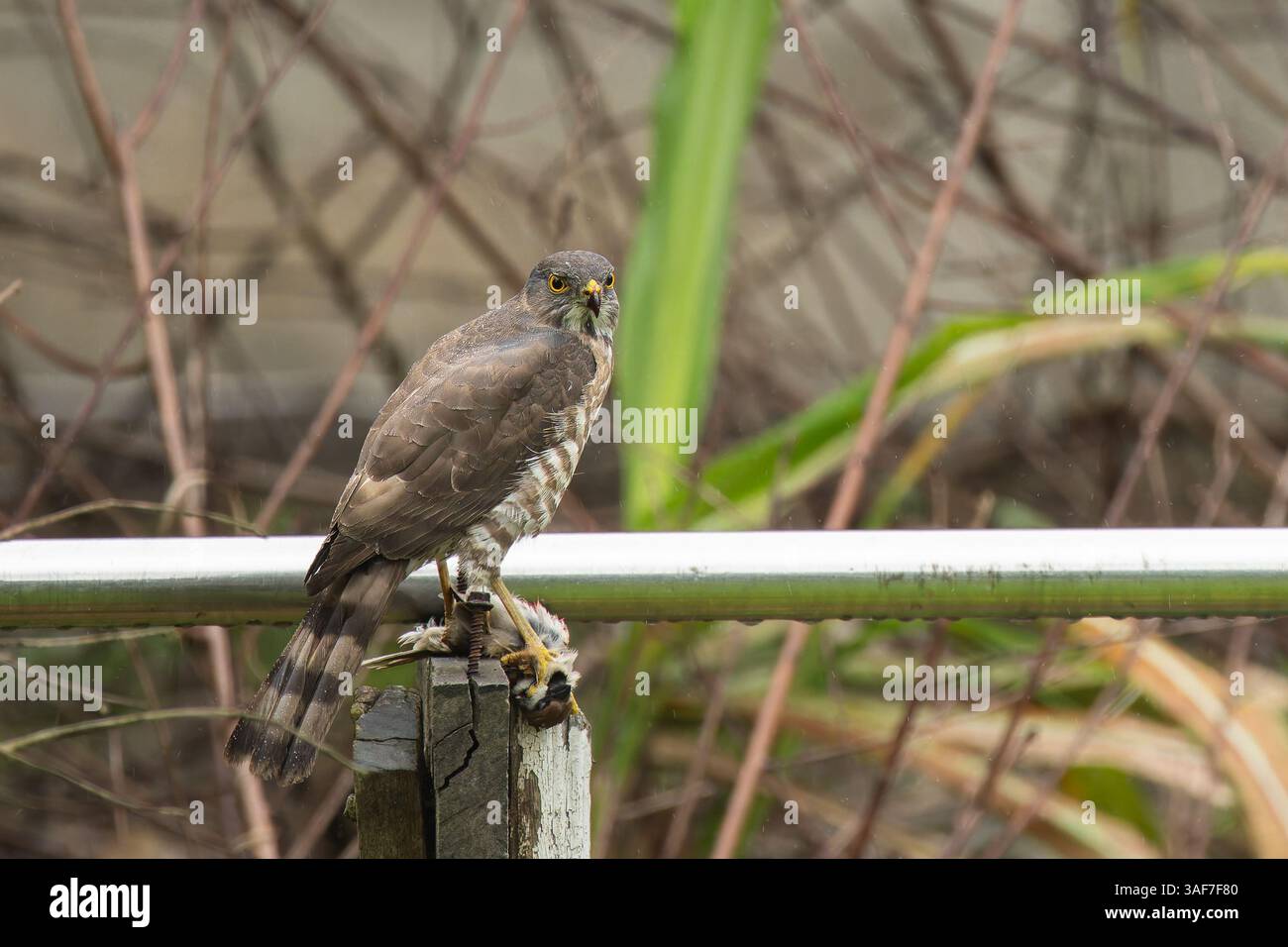 Besra sparrowhawk Weibchen, das von einem Baumsperling ernährt Stockfoto