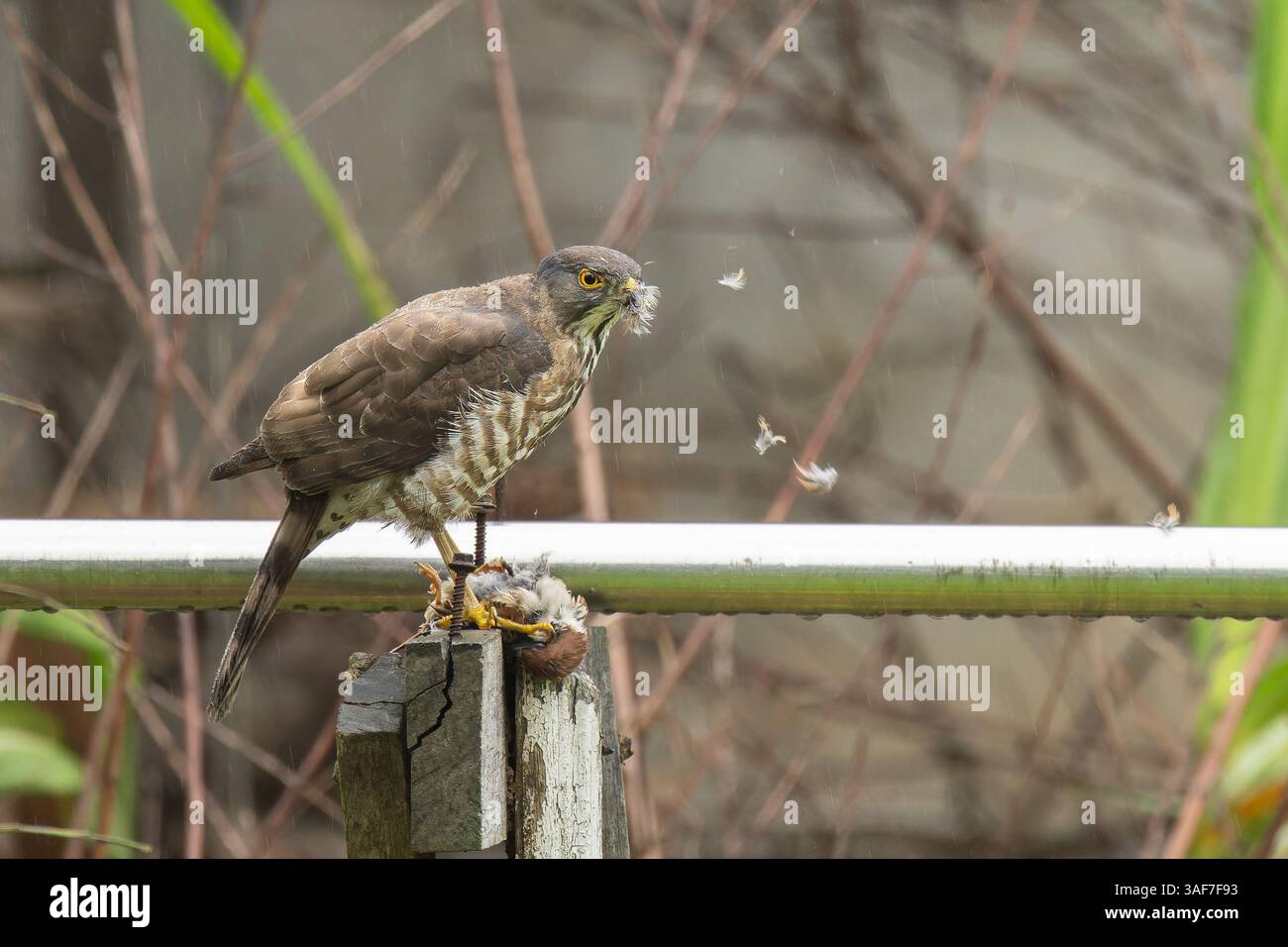 Besra sparrowhawk Weibchen, das von einem Baumsperling ernährt Stockfoto