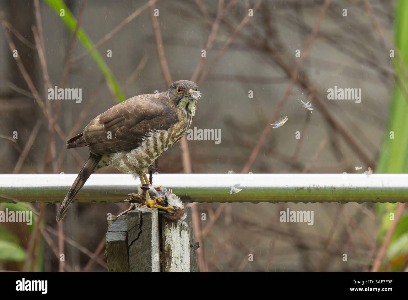 Besra sparrowhawk Weibchen, das von einem Baumsperling ernährt Stockfoto