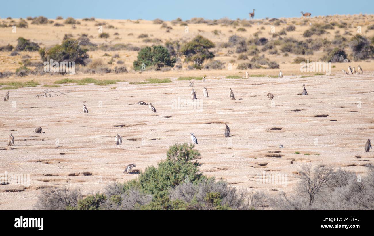 Magellanpinguine im Nest der größten Kolonie Patagoniens, Punta Tombo, Argentinien Stockfoto