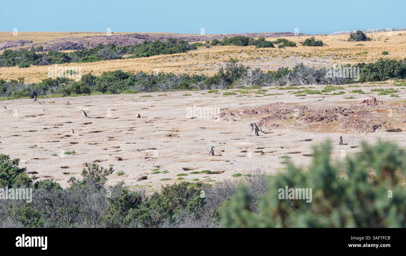 Magellanpinguine im Nest der größten Kolonie Patagoniens, Punta Tombo, Argentinien Stockfoto