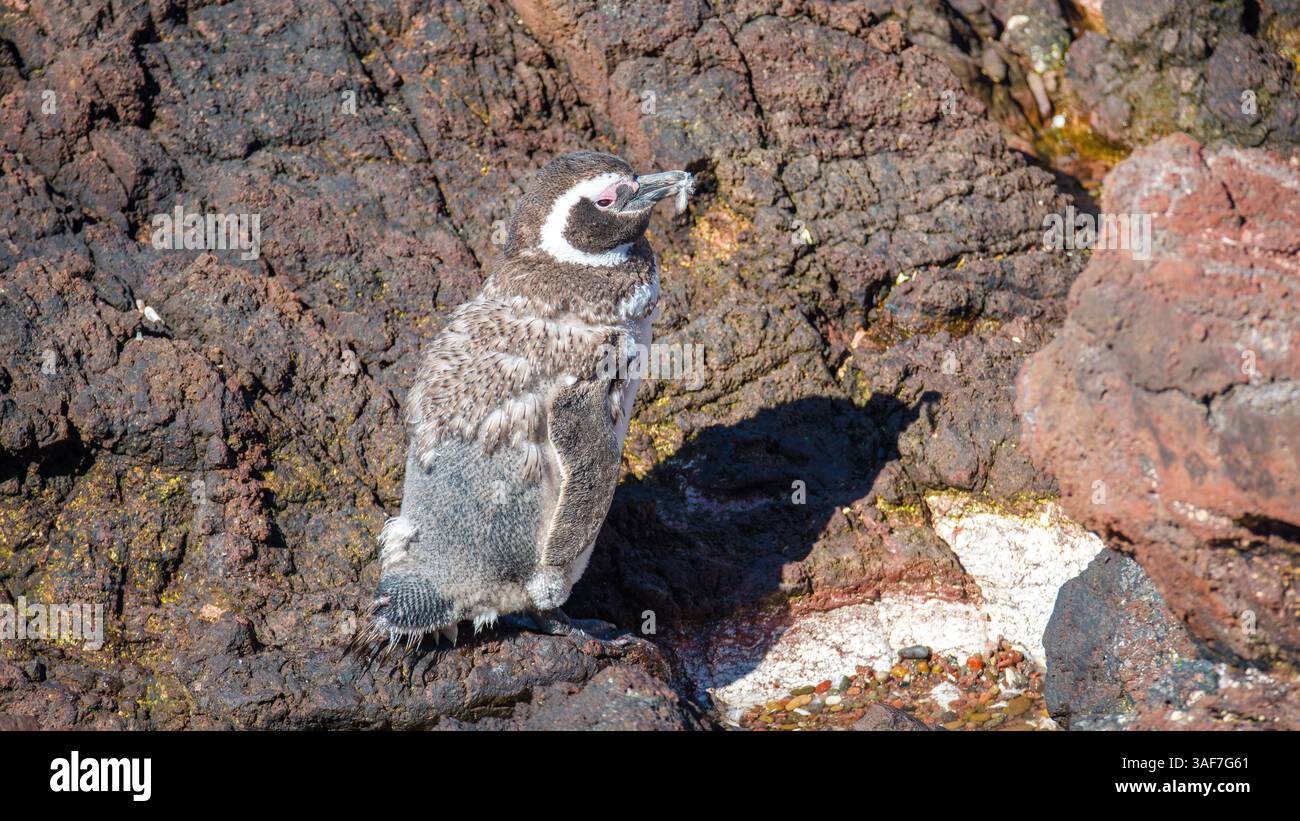 Magellanpinguine im Nest der größten Kolonie Patagoniens, Punta Tombo, Argentinien Stockfoto