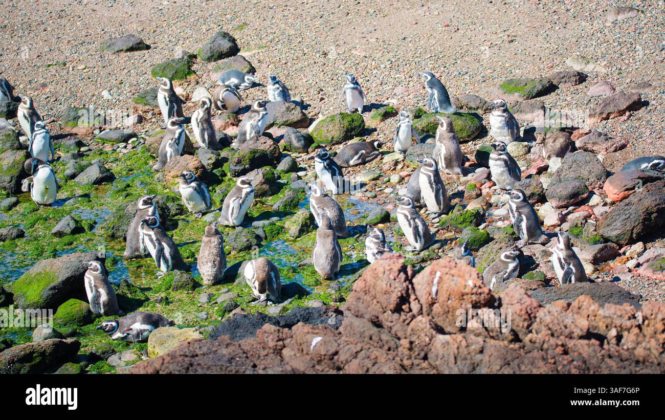 Magellanpinguine im Nest der größten Kolonie Patagoniens, Punta Tombo, Argentinien Stockfoto