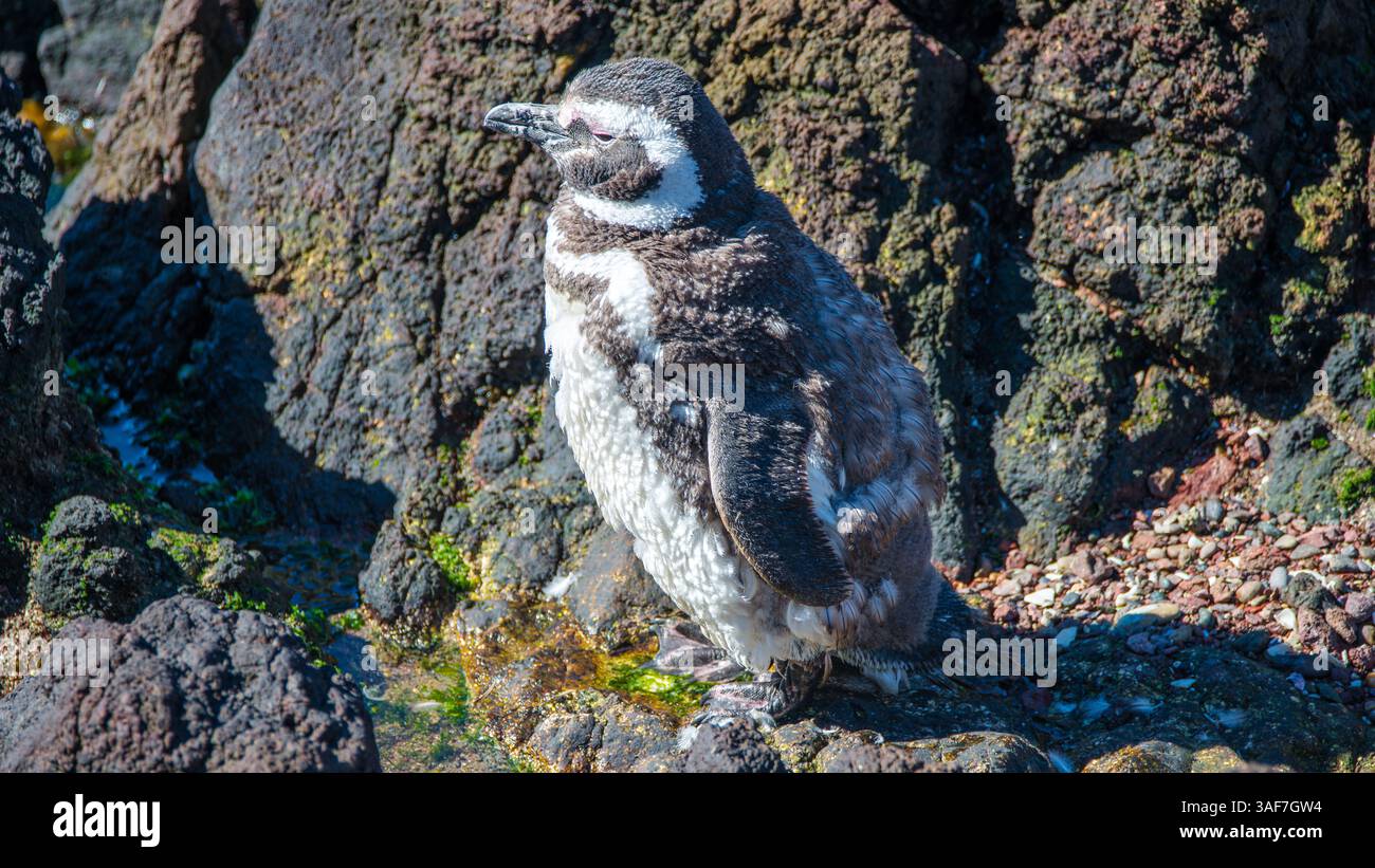 Magellanpinguine im Nest der größten Kolonie Patagoniens, Punta Tombo, Argentinien Stockfoto