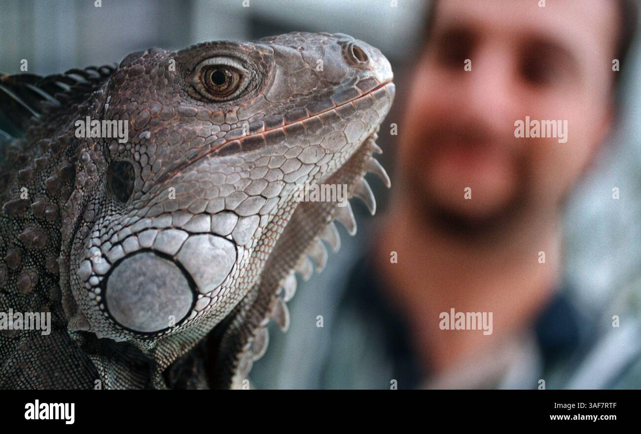 NP.109065.- - LIEFERUNG AN:. NP-Schreibtisch - 23.8.2000,-. East Lake.--. BILDINFORMATIONEN:. Elvis, ein sechsjähriger Leguan, der letztes Frühjahr vermisst wurde, wurde letzten Mai in East Lake mit seiner Familie wiedervereint. Auf der Rückseite ist der Besitzer von Elvis Sam Joseph abgebildet (Kreditbild: St Petersburg Times/ZUMAPRESS.com) Stockfoto NP.109065.- - LIEFERUNG AN:. NP-Schreibtisch - 23.8.2000,-. East Lake.--. BILDINFORMATIONEN:. Elvis, ein sechsjähriger Leguan, der letztes Frühjahr vermisst wurde, wurde letzten Mai in East Lake mit seiner Familie wiedervereint. Auf der Rückseite ist der Besitzer von Elvis Sam Joseph abgebildet (Kreditbild: St Petersburg Times/ZUMAPRESS.com) Stockfoto