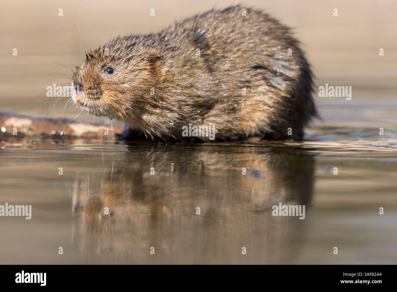 Wassermaulmäuse auf einer lokalen Wasserstraße in Südwales Stockfoto