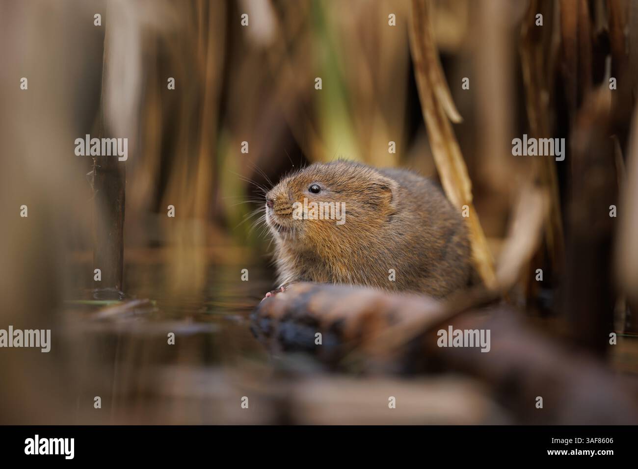 Wassermaulmäuse auf einer lokalen Wasserstraße in Südwales Stockfoto