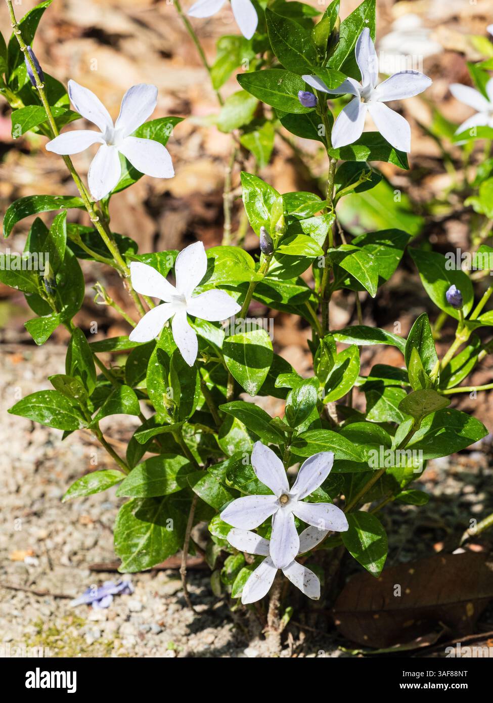 Sterne wie weiße Flowrers des Winters bis zum Frühling blühender immergrüner Unterstrauch, Vinca difformis, Periwinkle Stockfoto