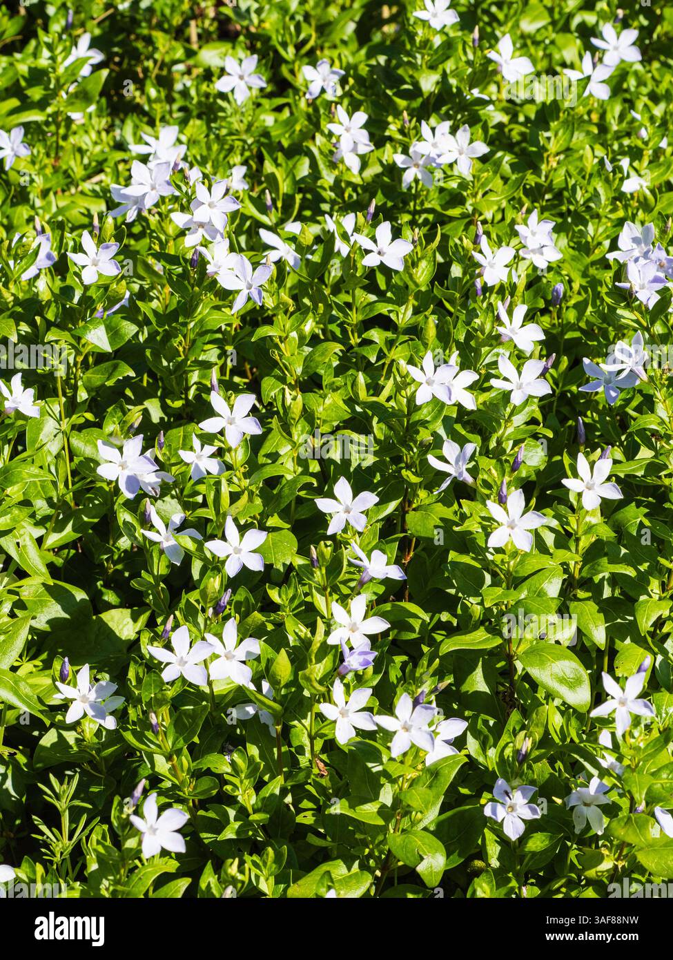 Sterne wie weiße Flowrers des Winters bis zum Frühling blühender immergrüner Unterstrauch, Vinca difformis, Periwinkle Stockfoto