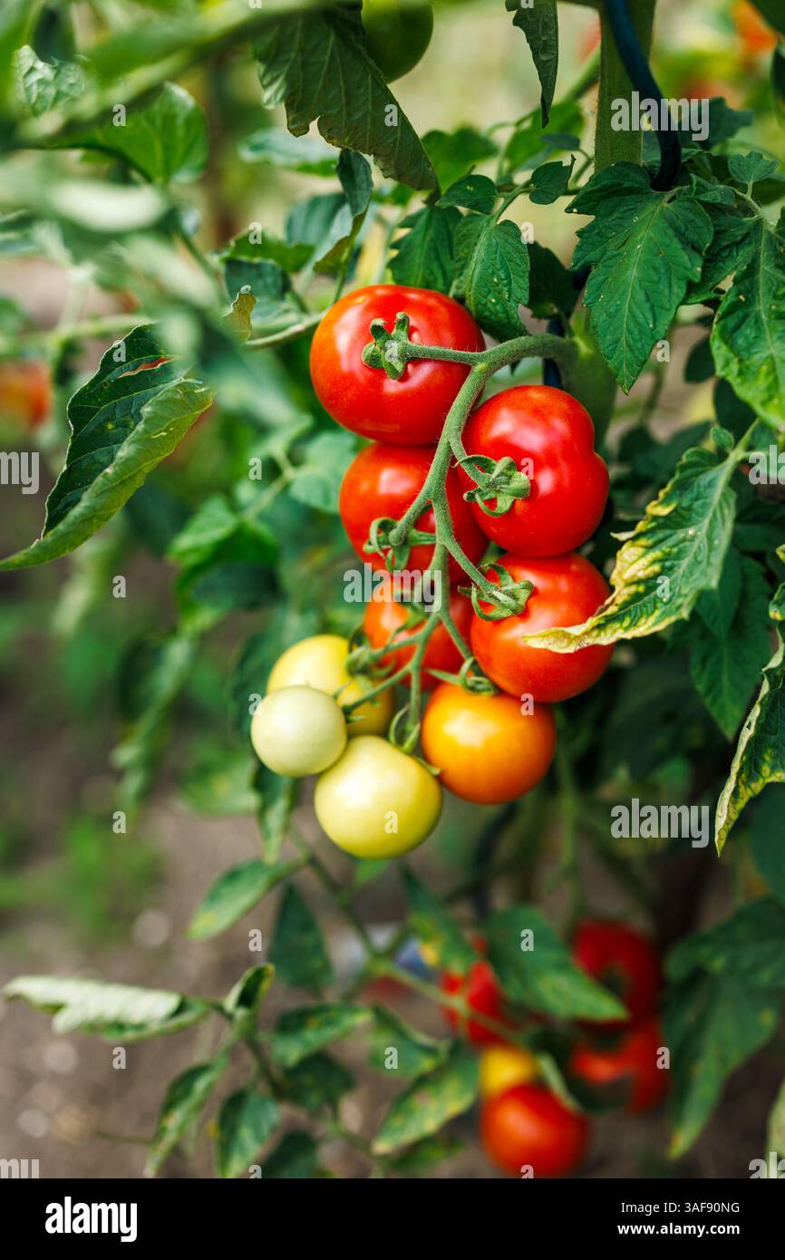 Tomatenpflanze im Gemüsegarten. Nahaufnahme reifender Tomaten im Bio-Betrieb Stockfoto