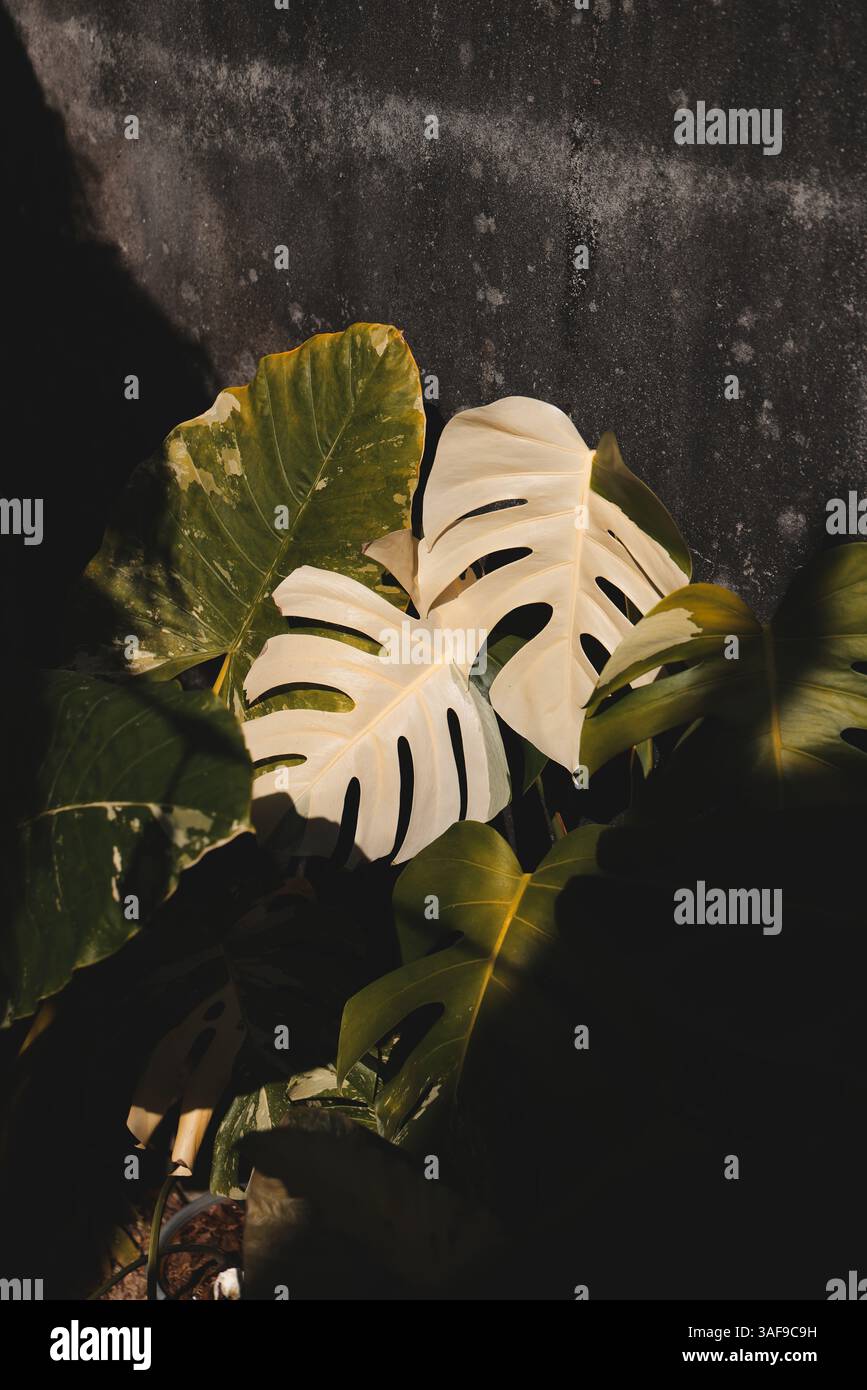 Elegante und optisch auffällige Monstera-Blätter auf dunklem Hintergrund Stockfoto