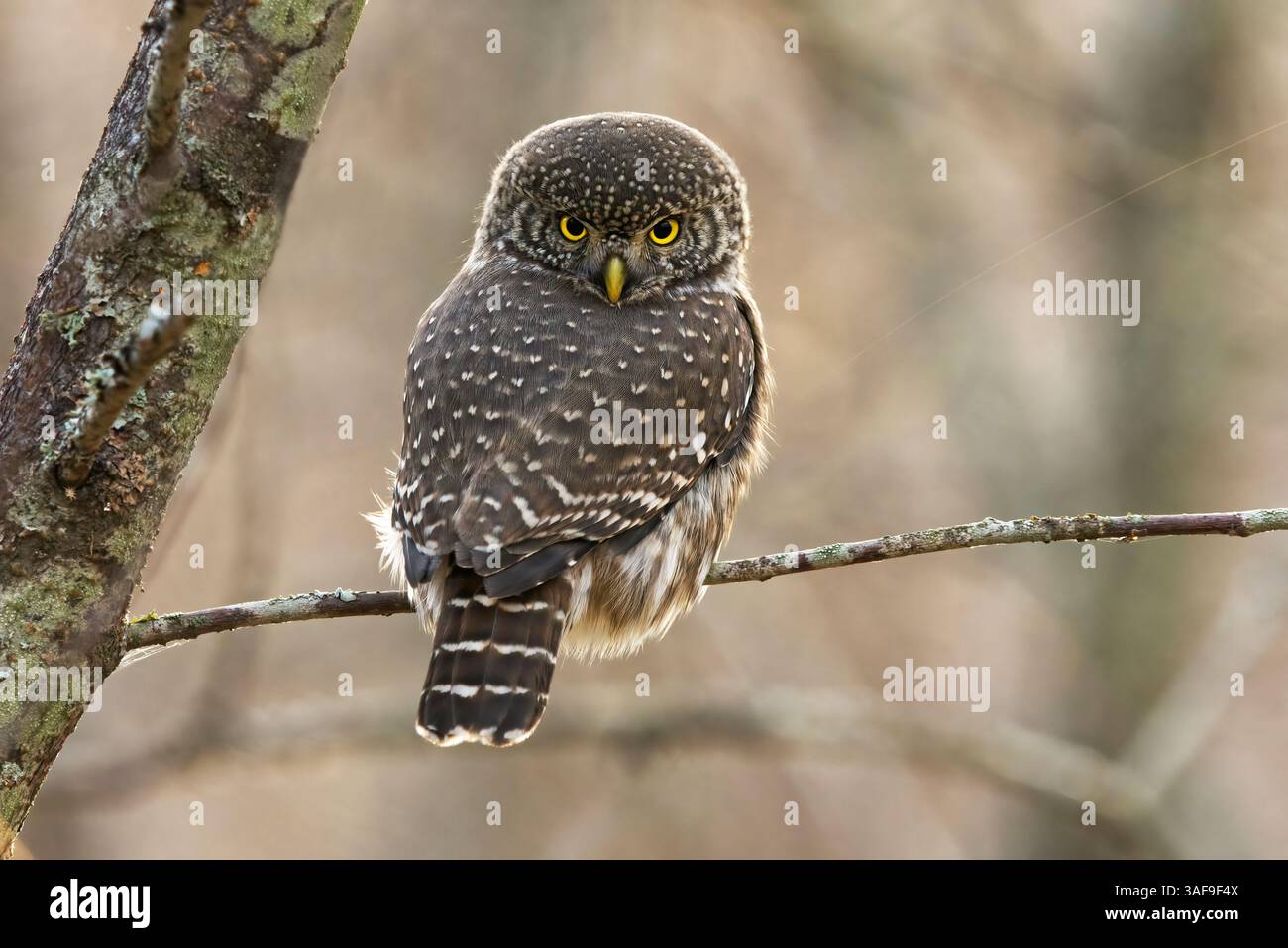 Eurasische Zwergkauz (Glaucidium passerinum) sitzt auf einem Ast im Wald hinterleuchtet. Stockfoto