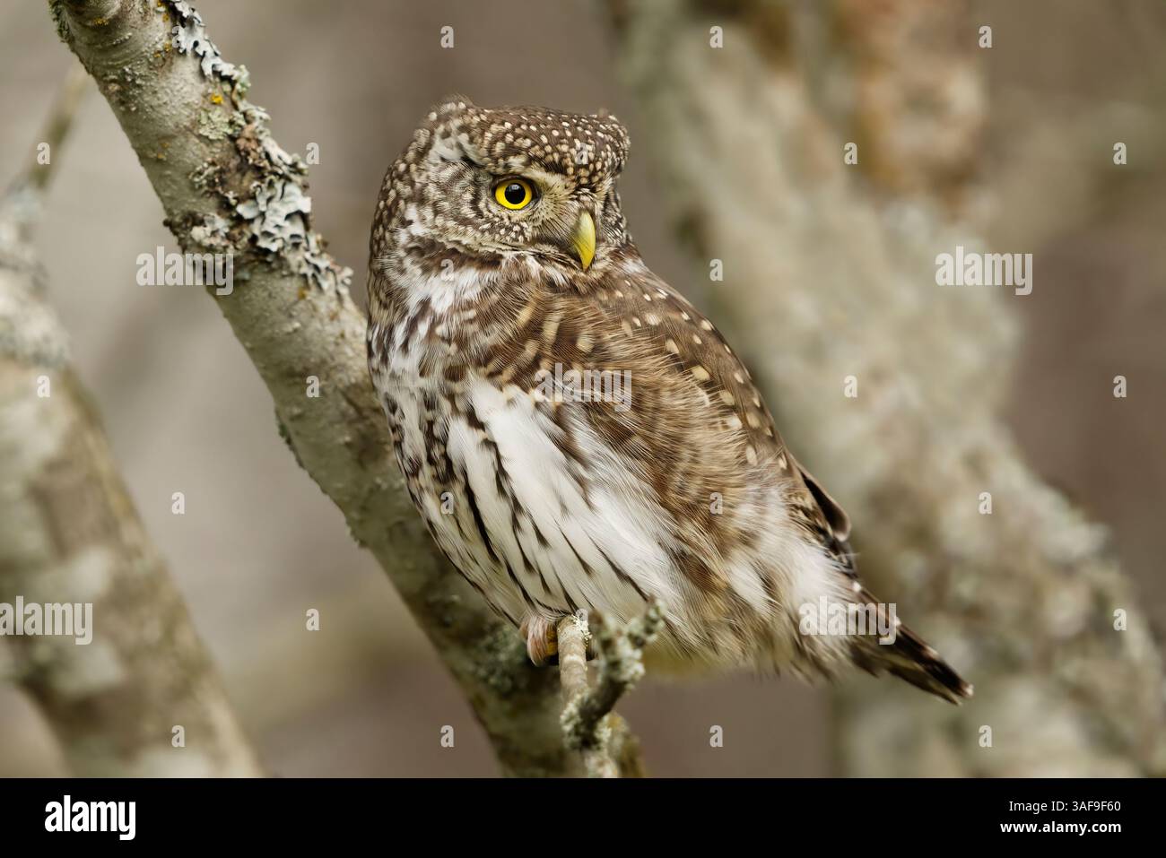 Eurasische Zwergkauz (Glaucidium passerinum) sitzt auf einem Zweig und blickt im Herbst zurück. Stockfoto
