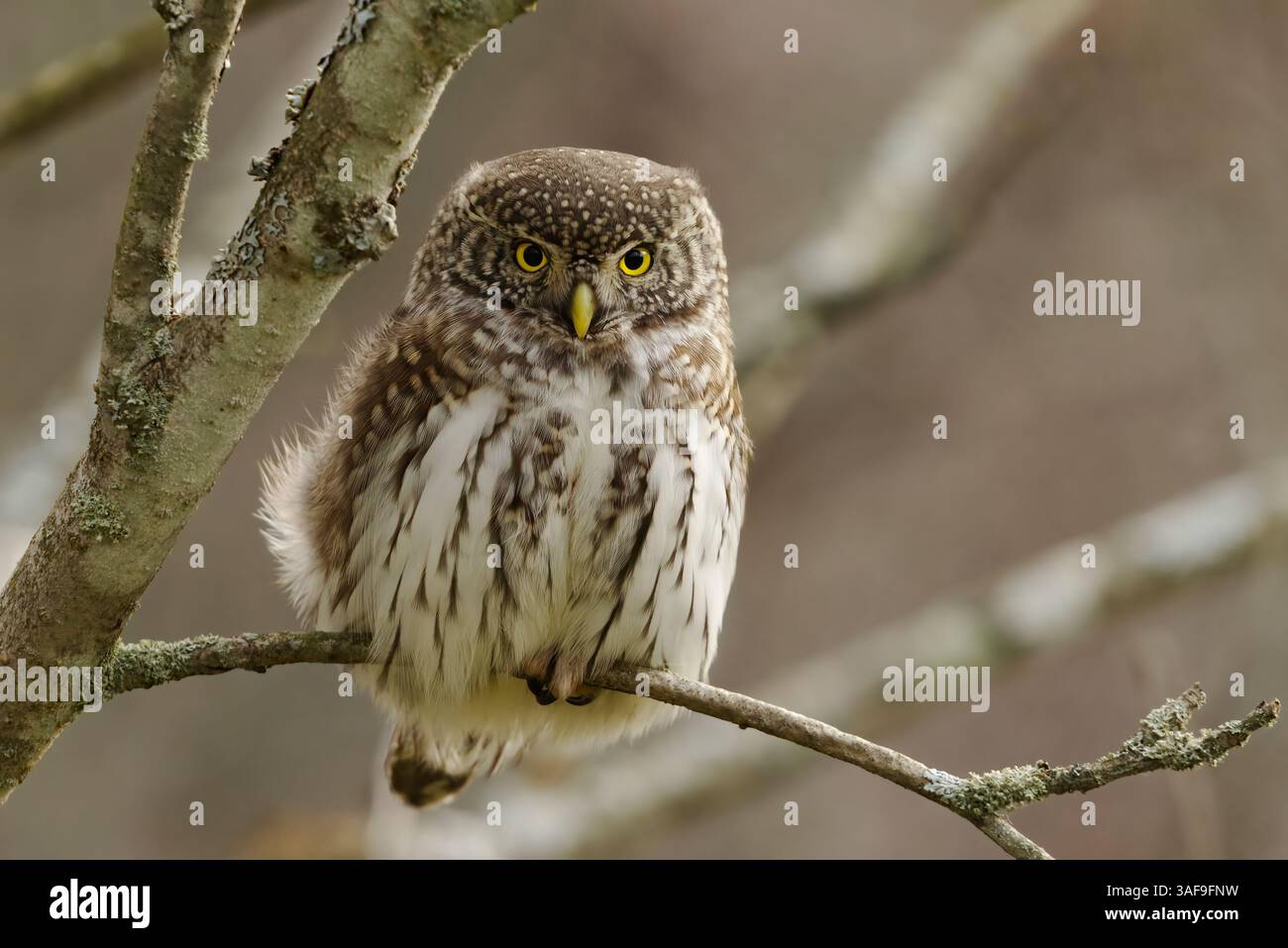 Eurasische Zwergkauz (Glaucidium passerinum) sitzt im Herbst auf einem Ast. Stockfoto