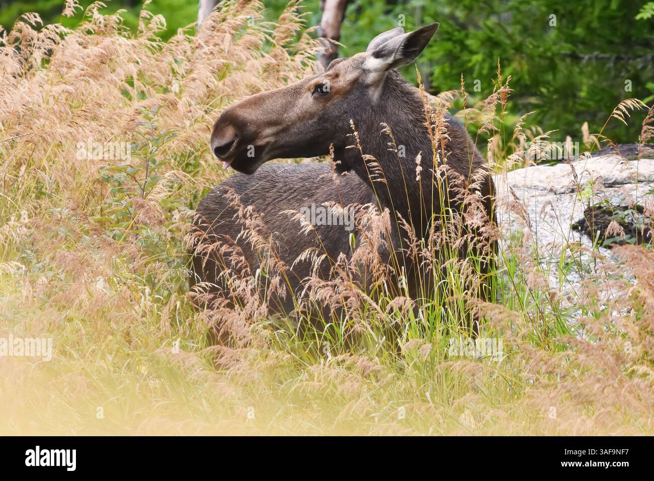 Elch (alces alces) Kuh zeigt ihre Zunge. Stockfoto