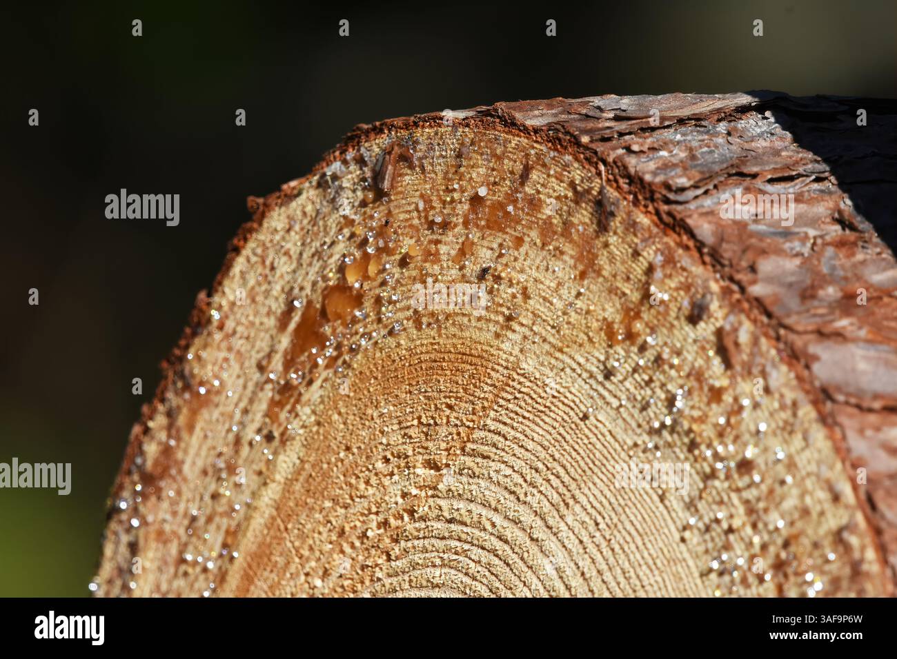 Harz aus frisch geschnittenem Kiefer. Stockfoto