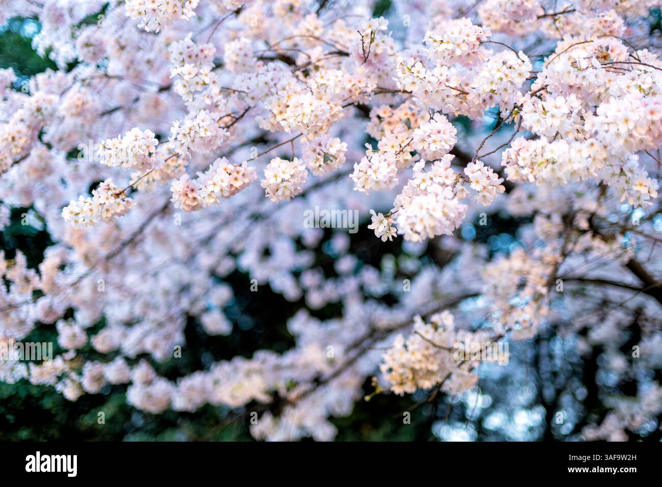 WASHINGTON DC – die Kirschblüten der Yoshino (Prunus x yedoensis) blühen entlang des Gezeitenbeckens. Diese blühenden Bäume, ein Geschenk aus Japan im Jahr 1912, stehen im Mittelpunkt des jährlichen National Cherry Blossom Festival, das jedes Frühjahr stattfindet. Stockfoto