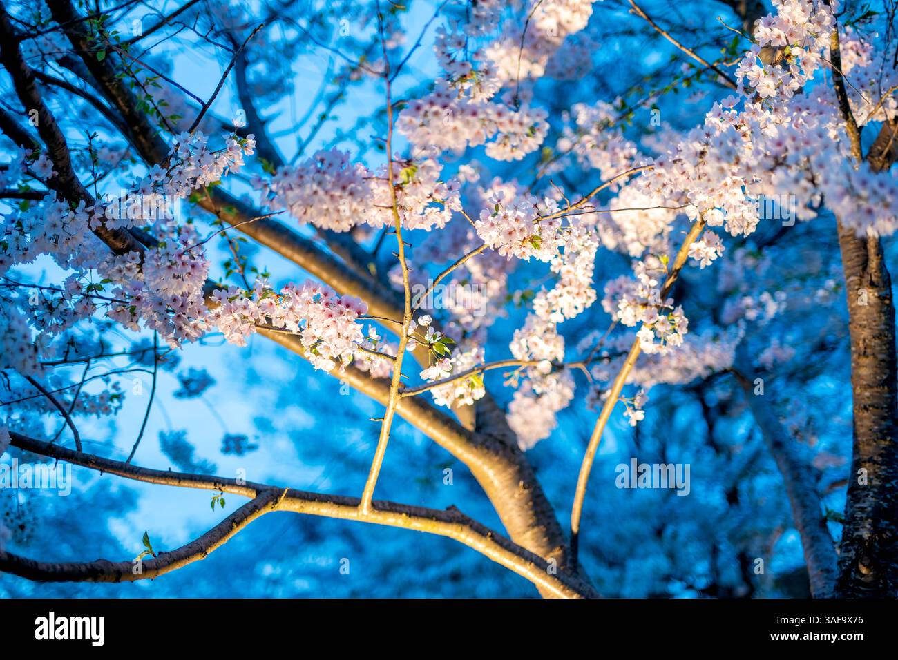 Kirschblüten am Tidal Basin in Washington DC | WASHINGTON D.C., Vereinigte Staaten — Kirschblüten leuchten golden vor dem sich vertiefenden Blau der Dämmerung entlang des Tidal Basin, ihre Äste werden tief von der untergehenden Sonne beleuchtet. Die Bäume sind Yoshino-Kirschen, die dominierende Sorte unter den 3.020 Bäumen, die Japan den Vereinigten Staaten im Jahr 1912 schenkte. Stockfoto
