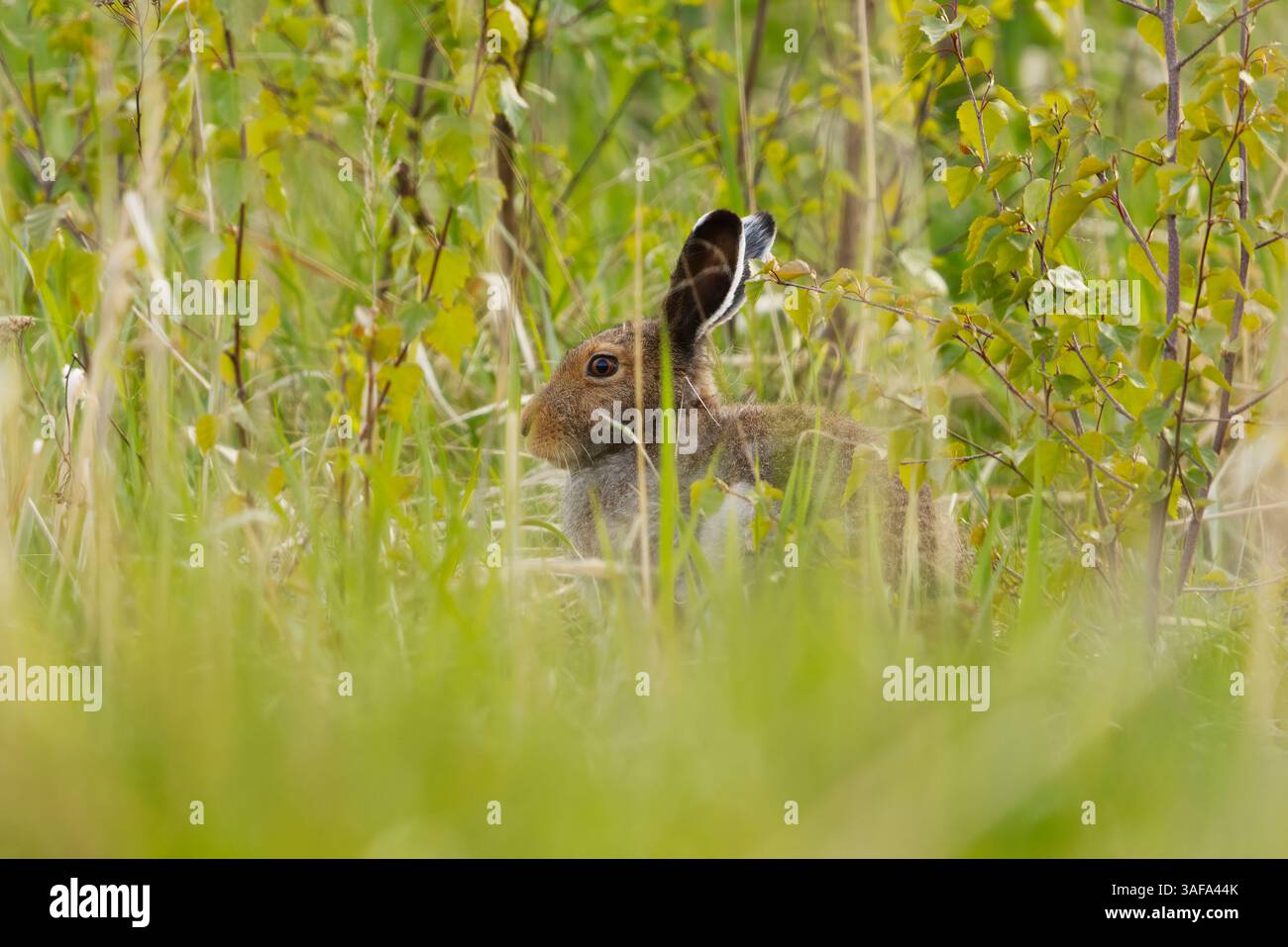 Berghase (Lepus timidus) sitzt im Gras versteckt. Stockfoto