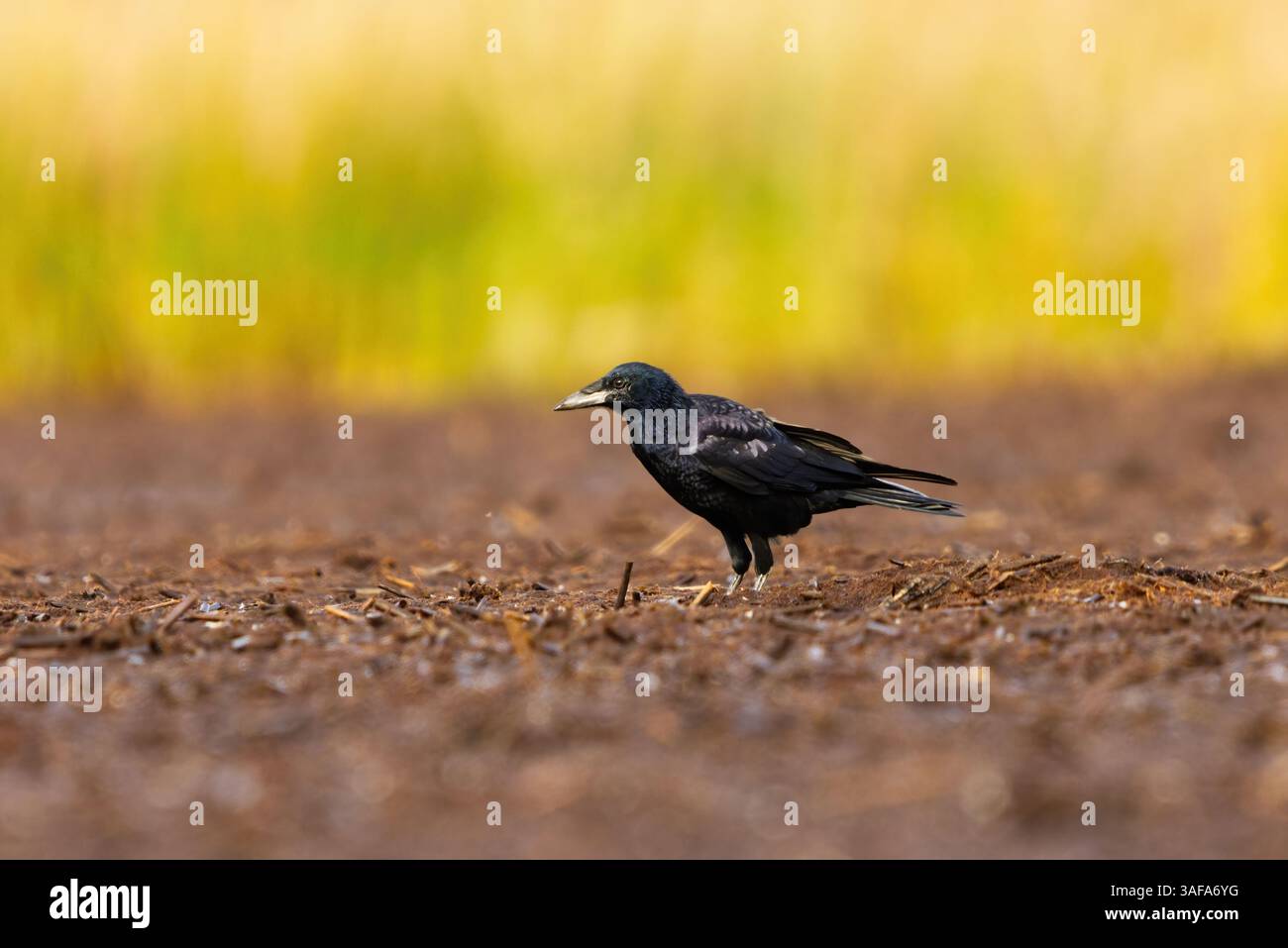 Jungtier (Corvus frugilegus) auf der Suche nach Nahrung. Stockfoto