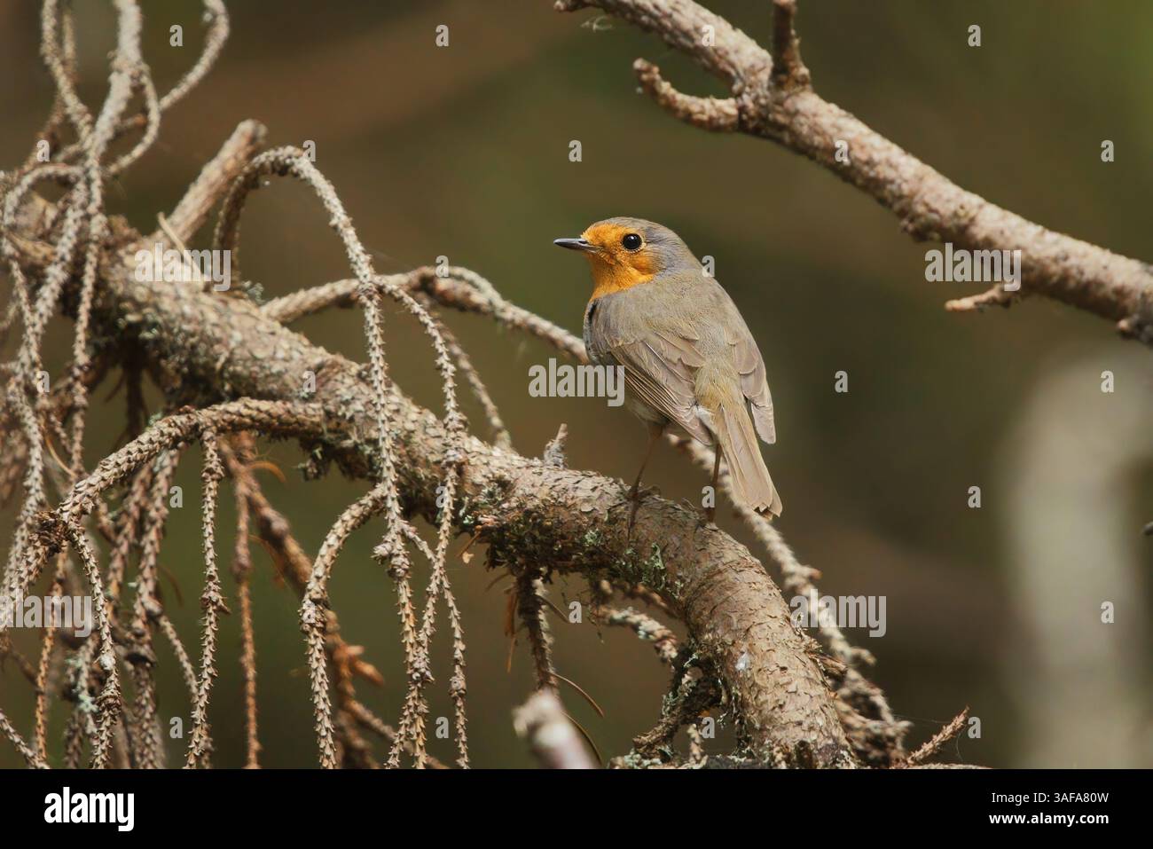 rotbarsch (Erithacus rubecula) im Wald. Stockfoto