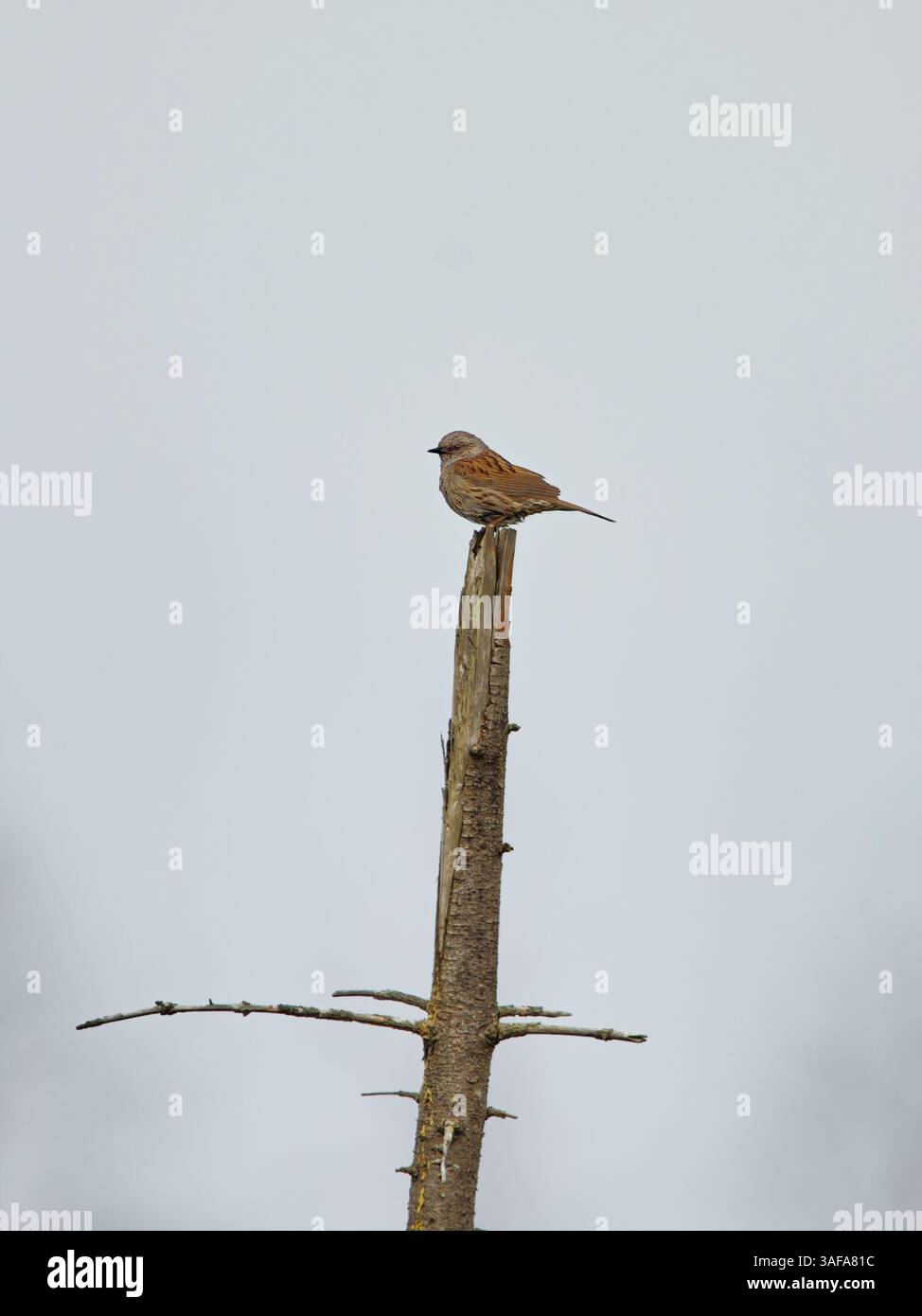 Dunnock (Prunella modularis) sitzt am Baumkronen. Stockfoto